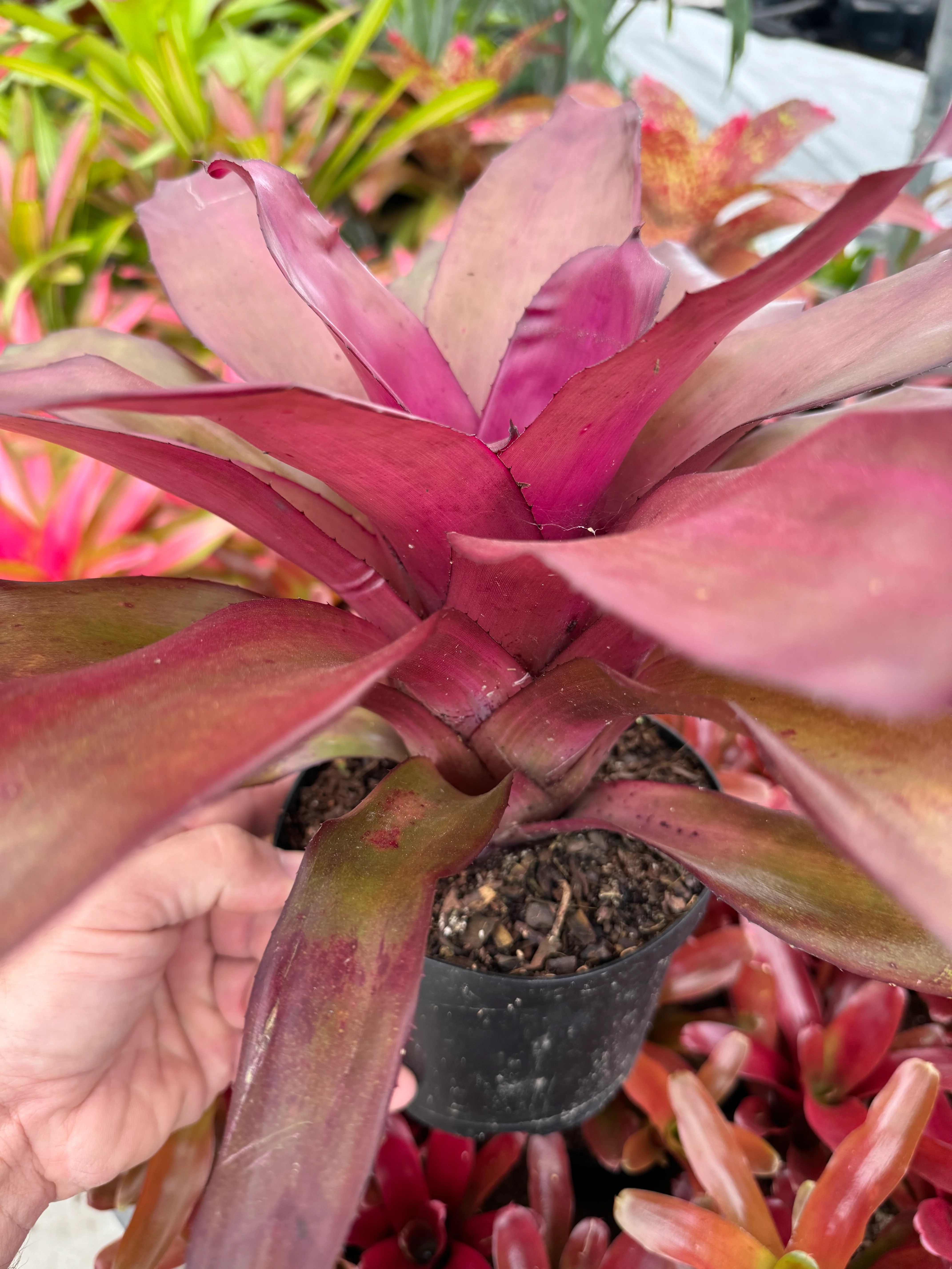 Bromeliad, Neoregelia Puppy Love - Image 4