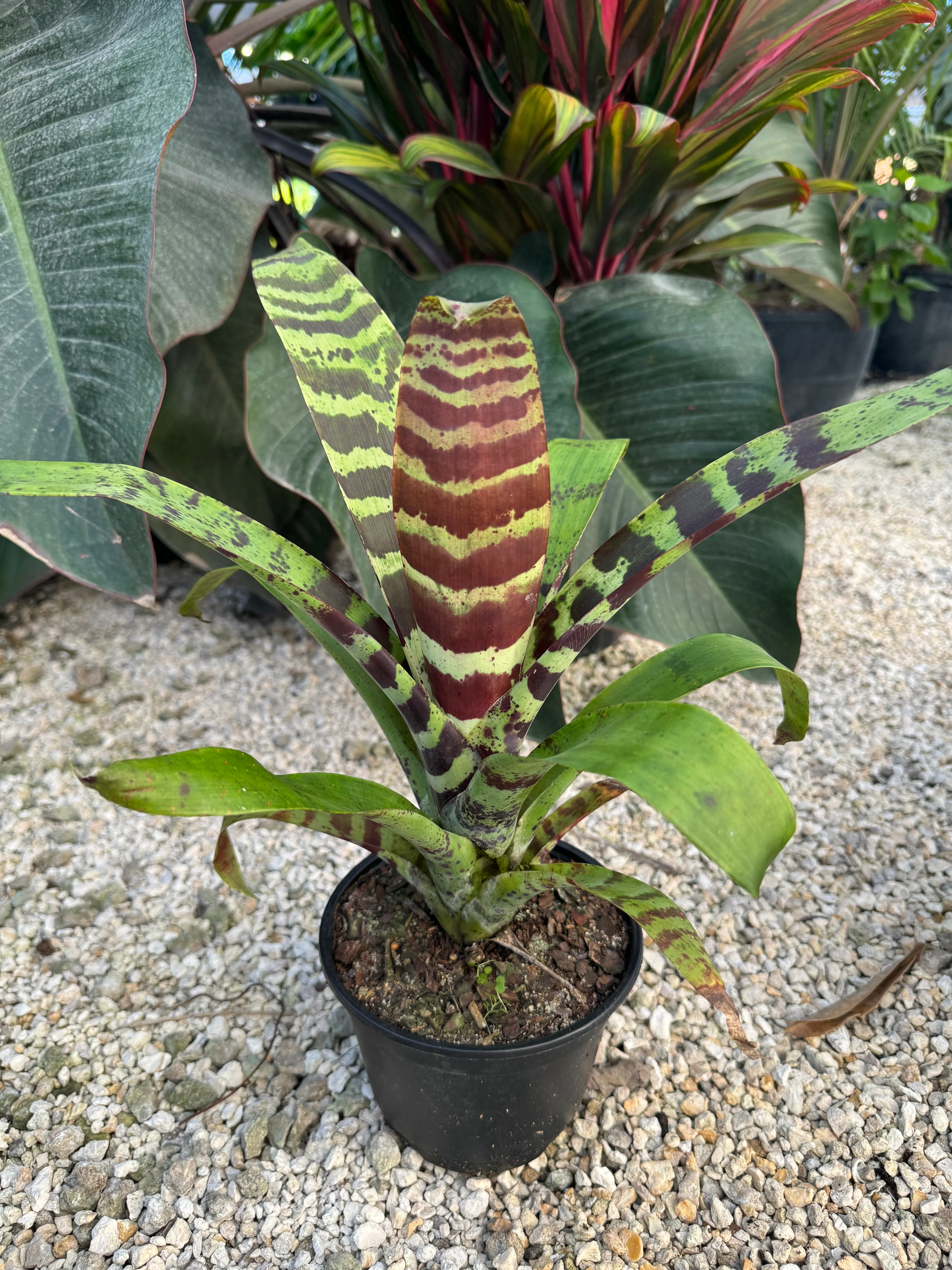 Bromeliad,  Vriesea Splenriet - Image 3