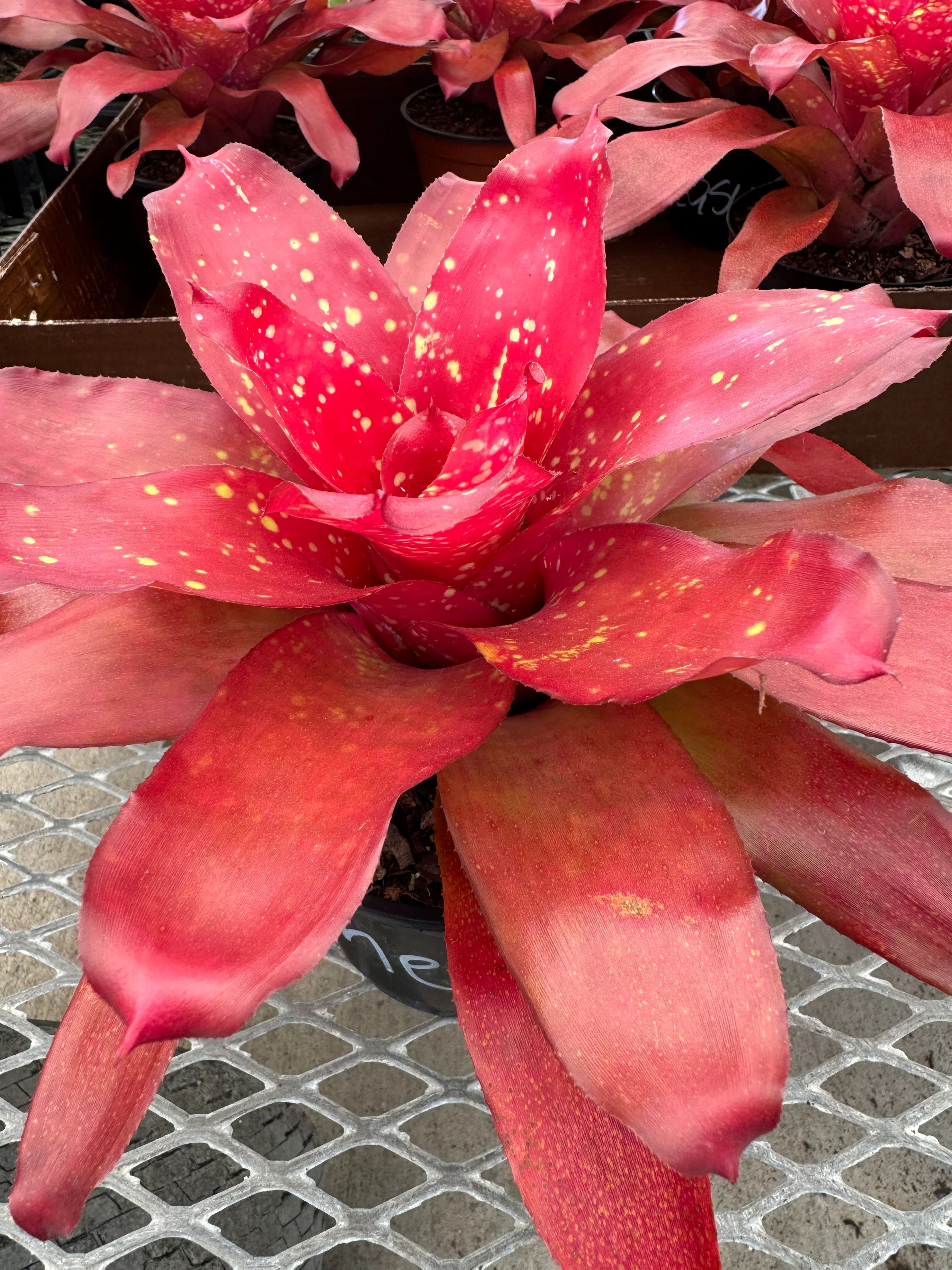 Bromeliad, Neoregelia Treasure Chest
