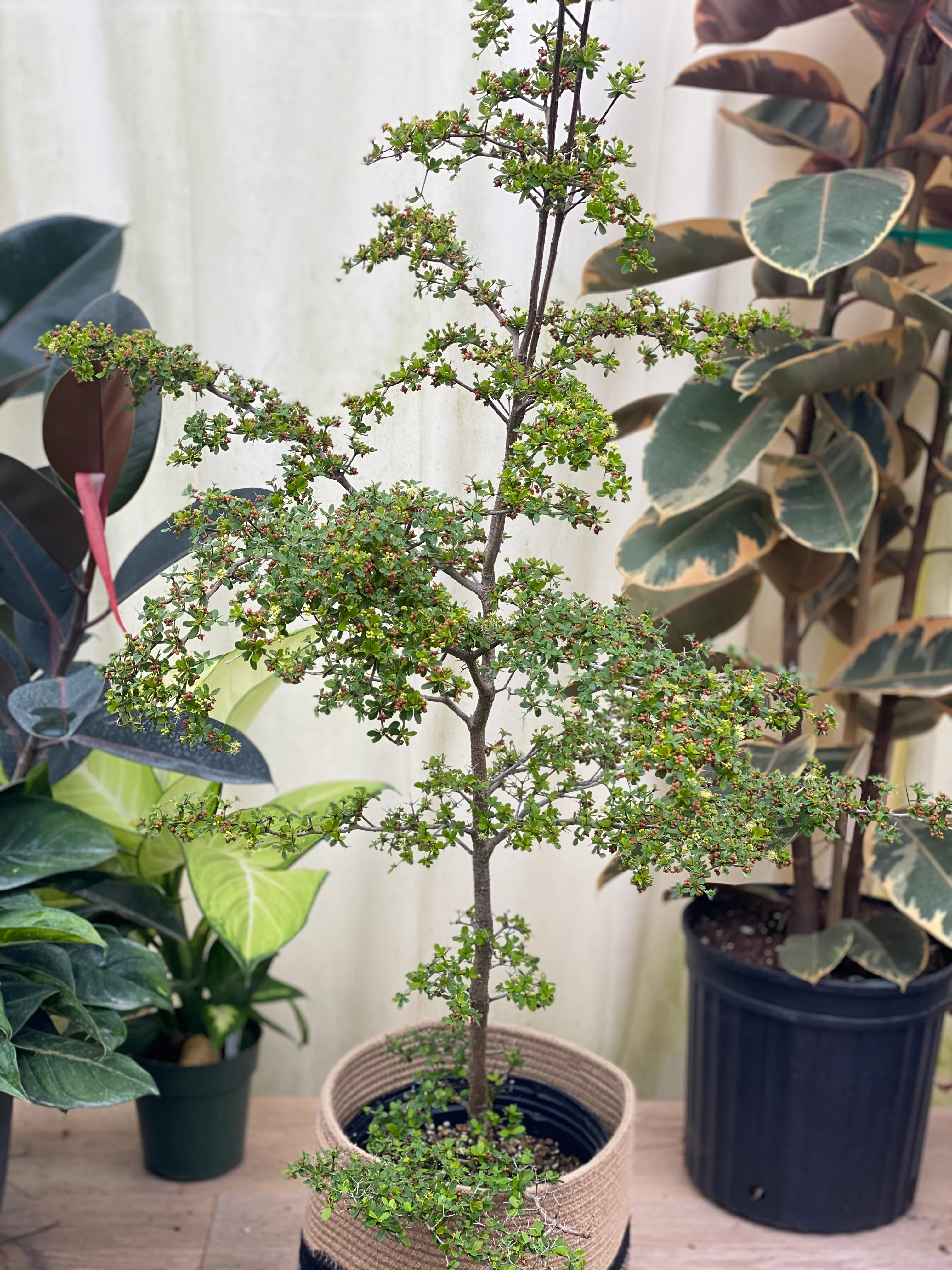 Bucida Spinosa, Spiny Black Olive - Image 7