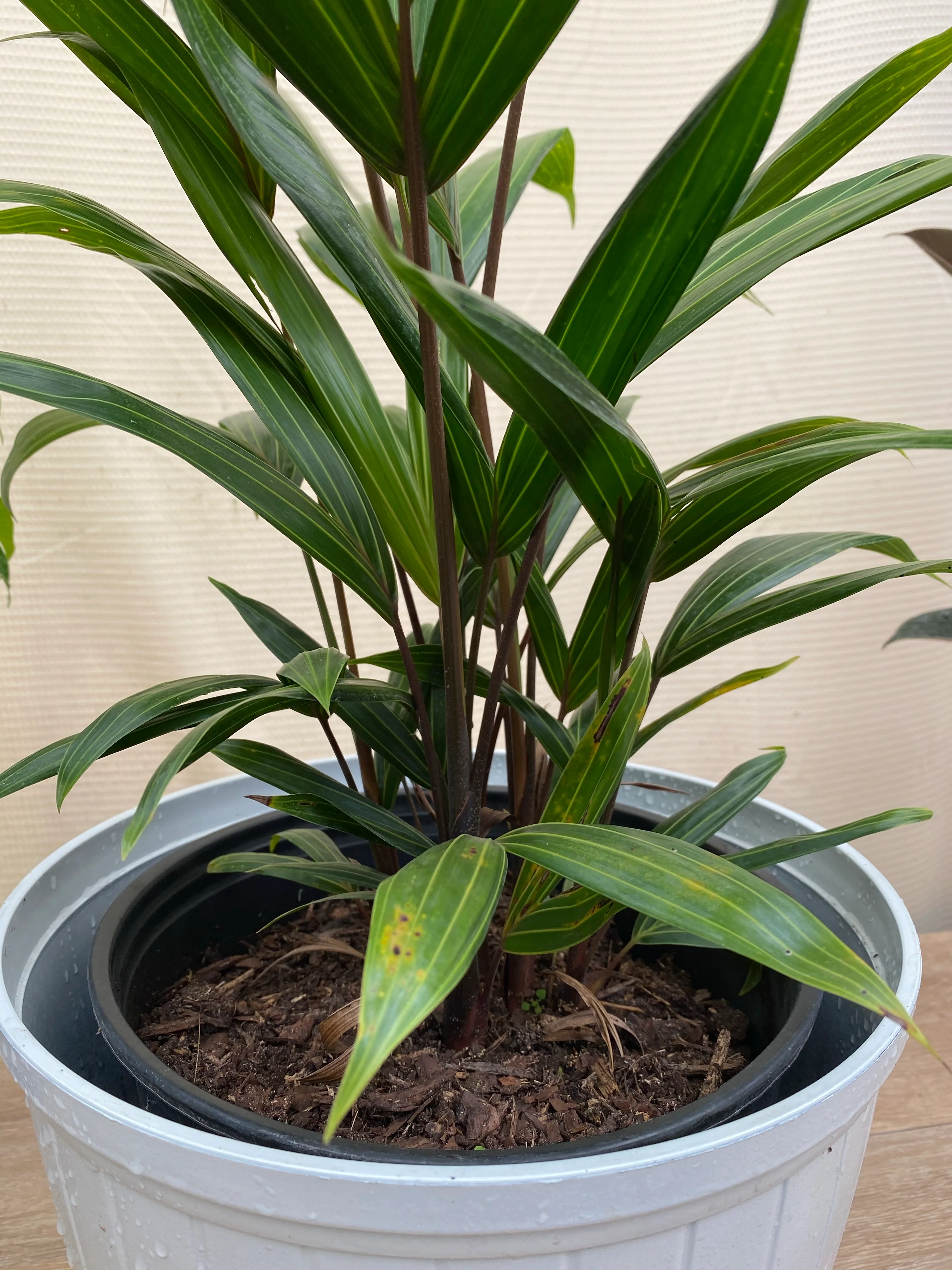 Cabada Palm, Exotic and Rare - Image 4