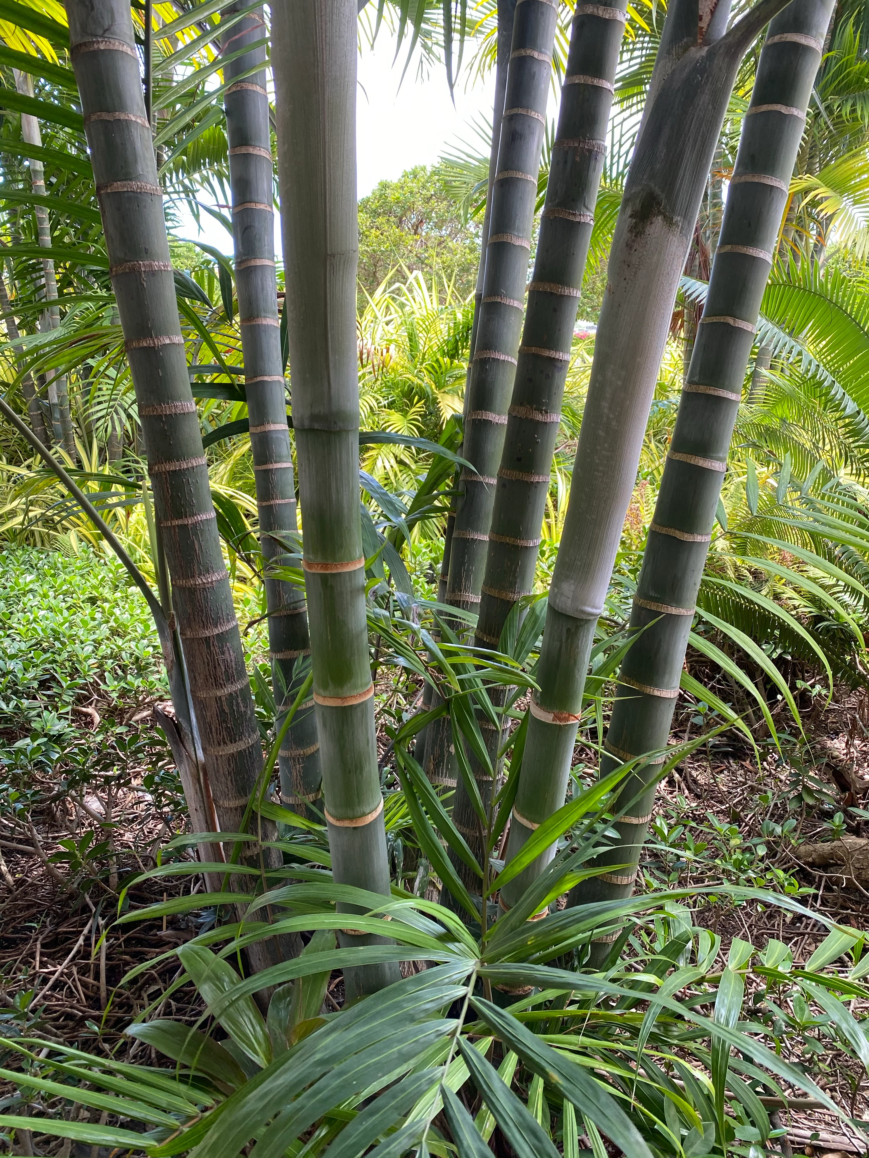Cabada Palm, Exotic and Rare - Image 6