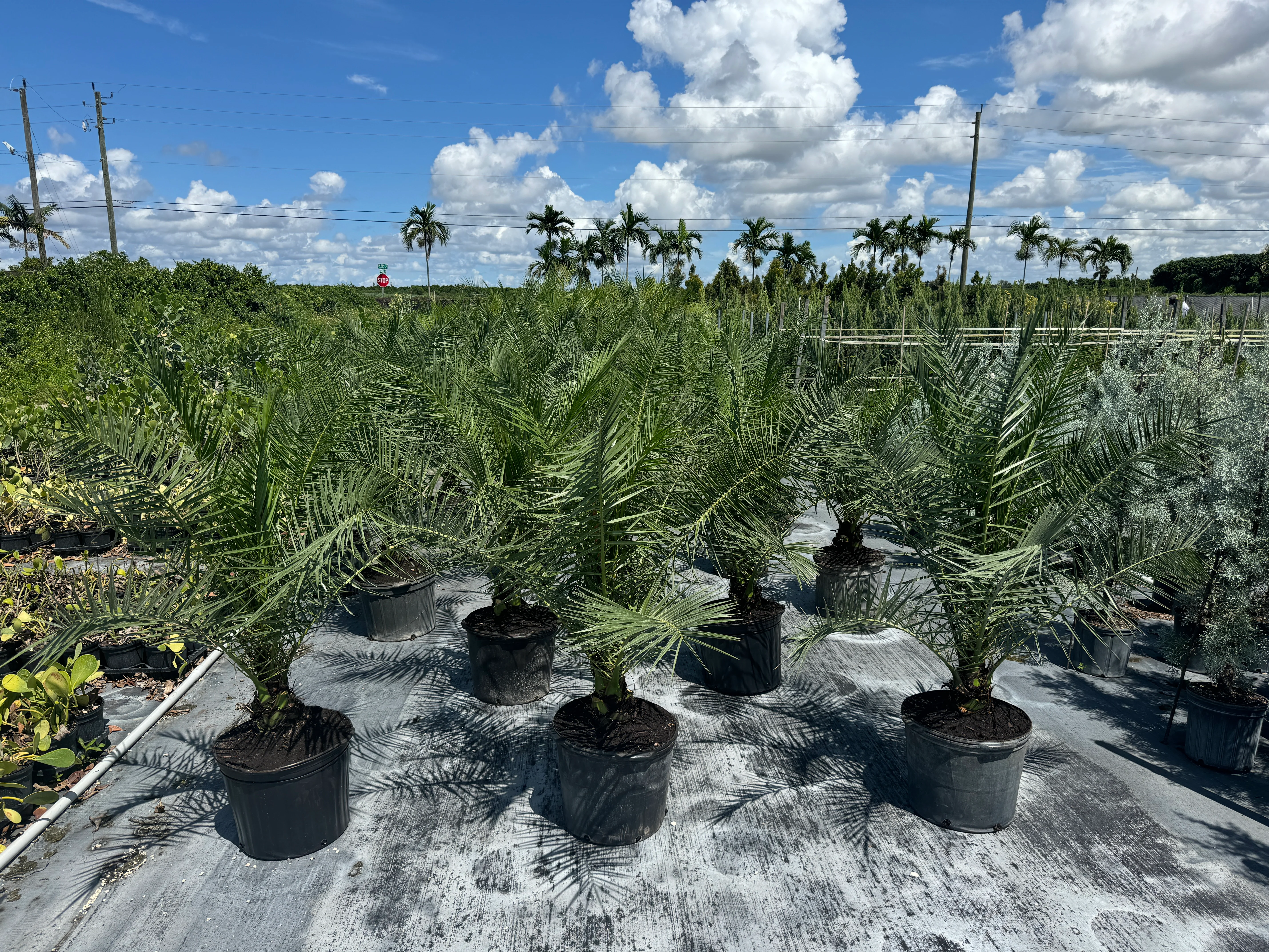 Canary Island Date Palm, Phoenix Canariensis, Pineapple Palm - Image 9