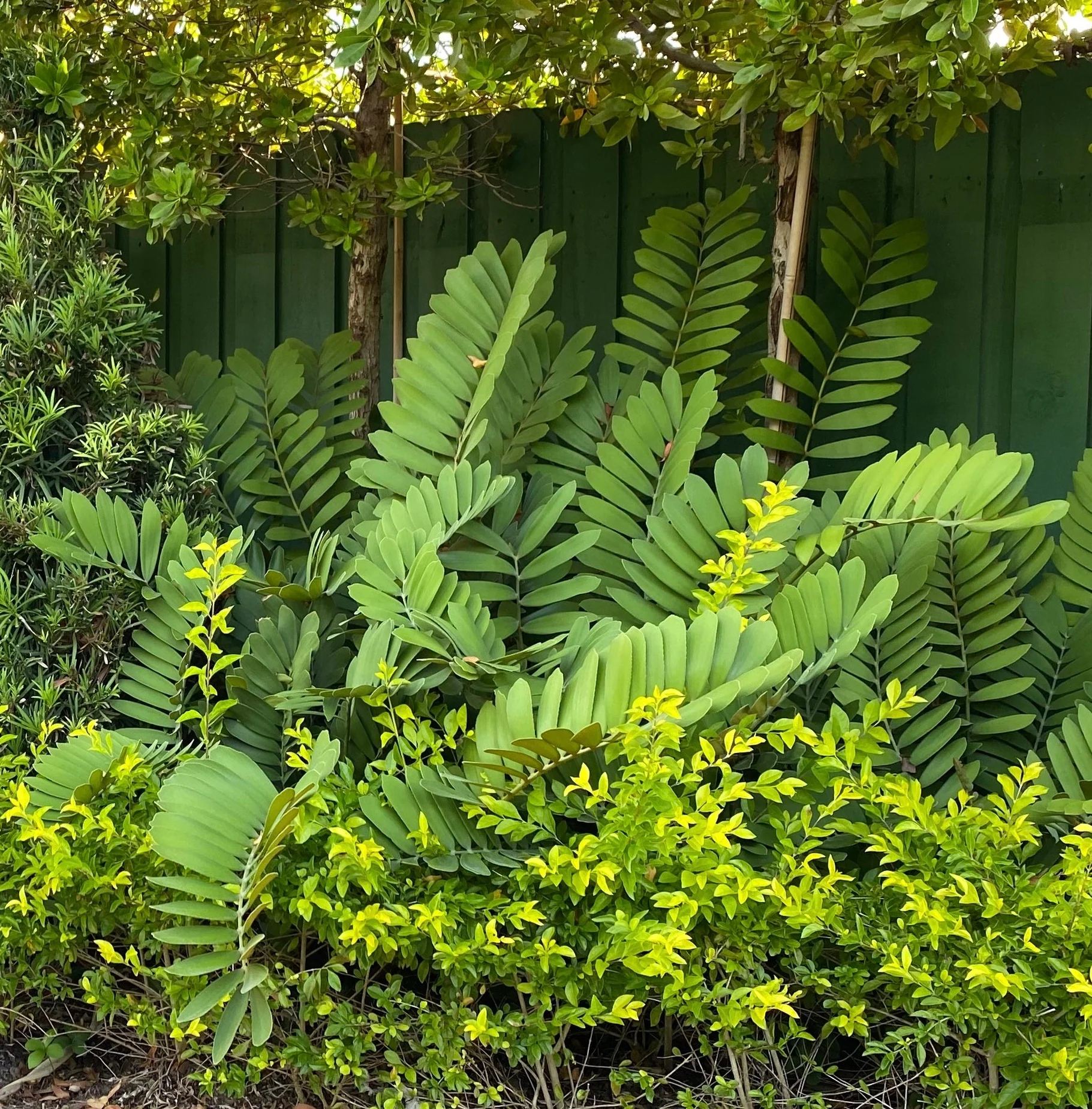 Cardboard Palm Tree, Zamia Furfuracea Cycad - Image 7
