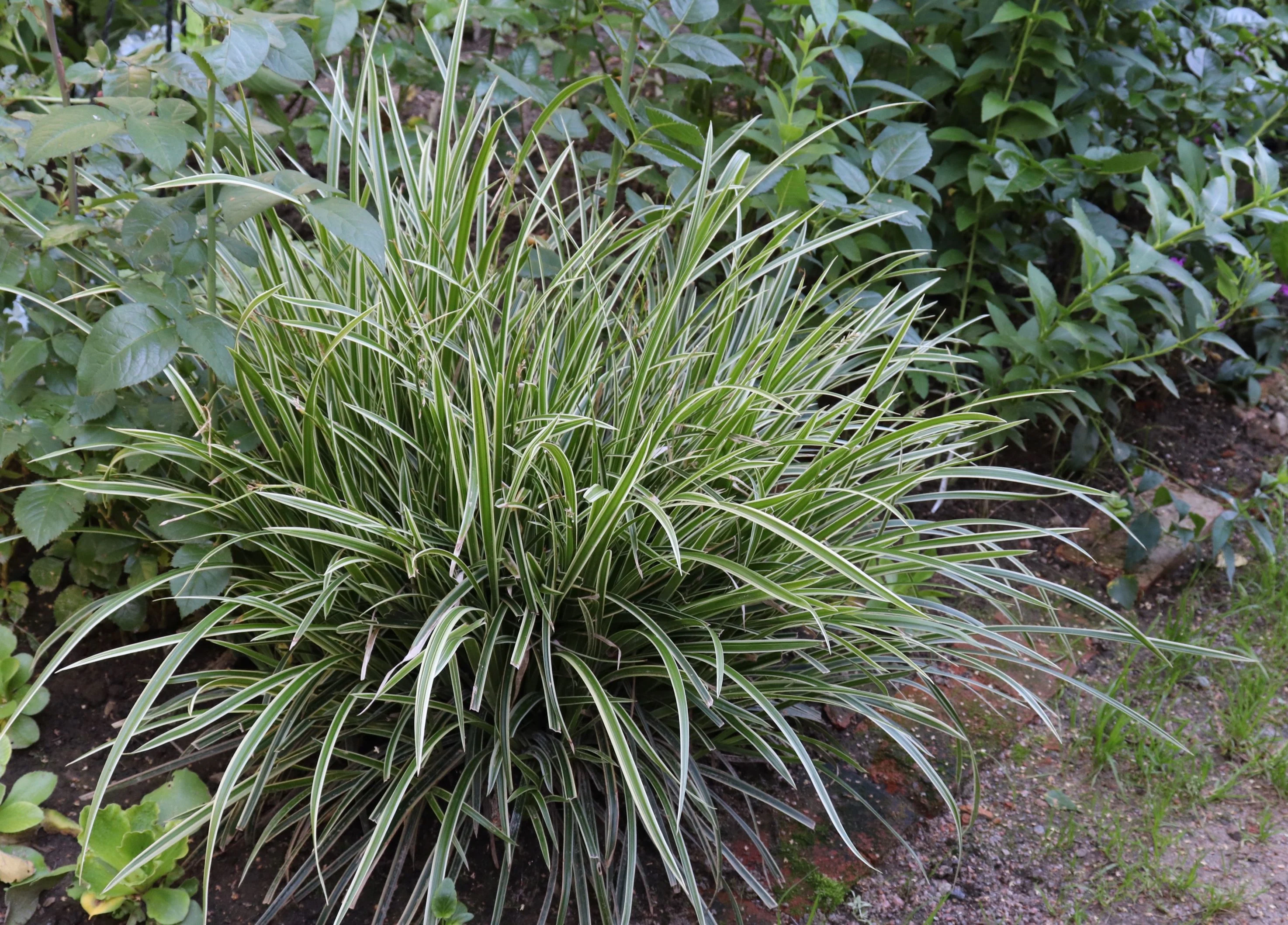 Carex Ice Dance Japanese Sedge Grass - Image 2