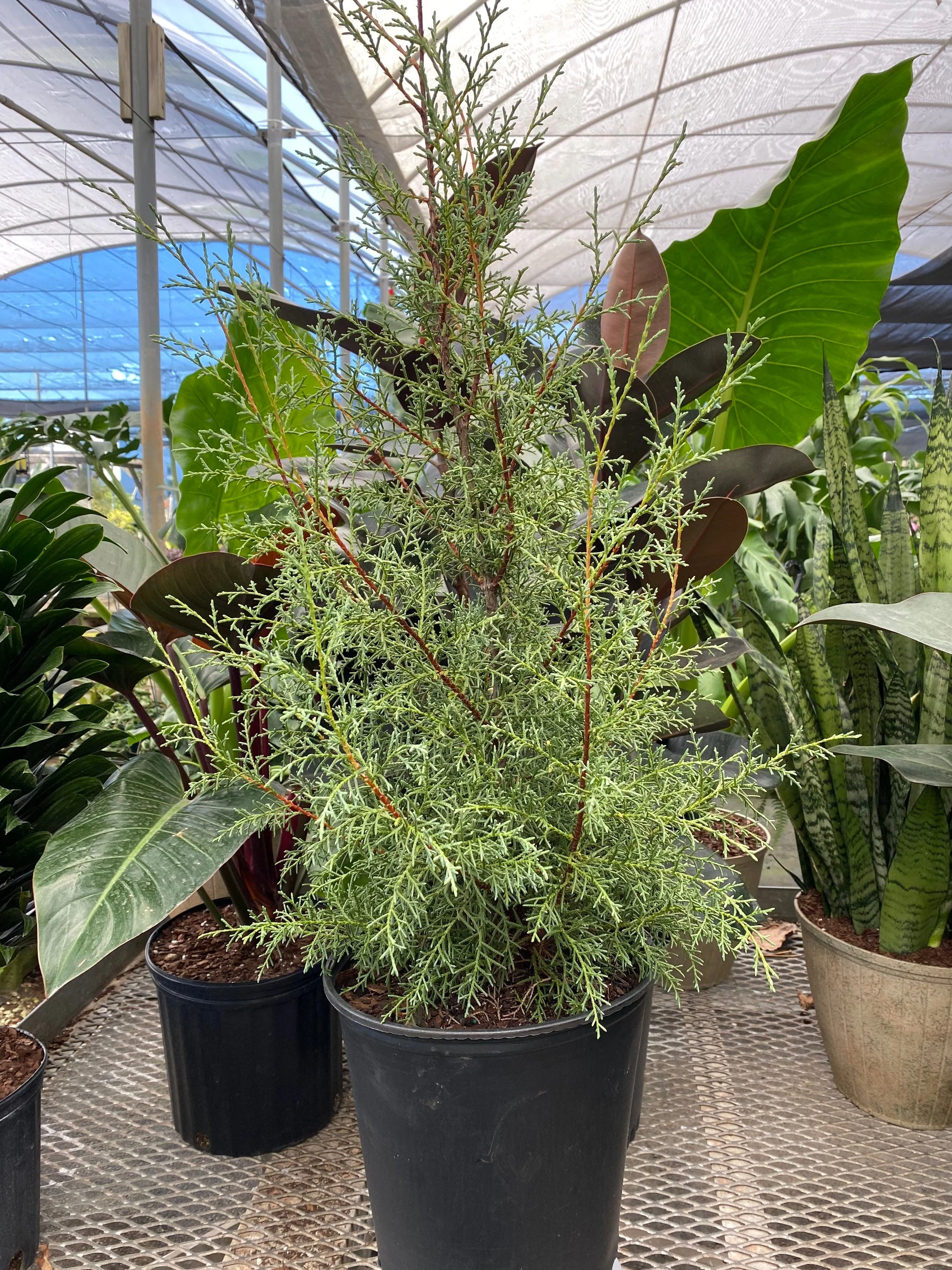 Carolina Sapphire Arizona Cypress - Image 4