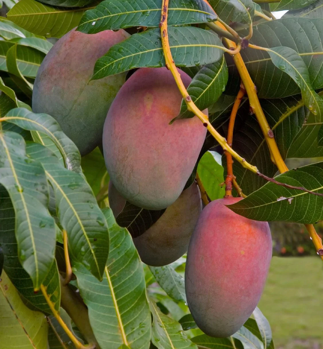 Carrie Mango Fruit Tree, Mangifera indica