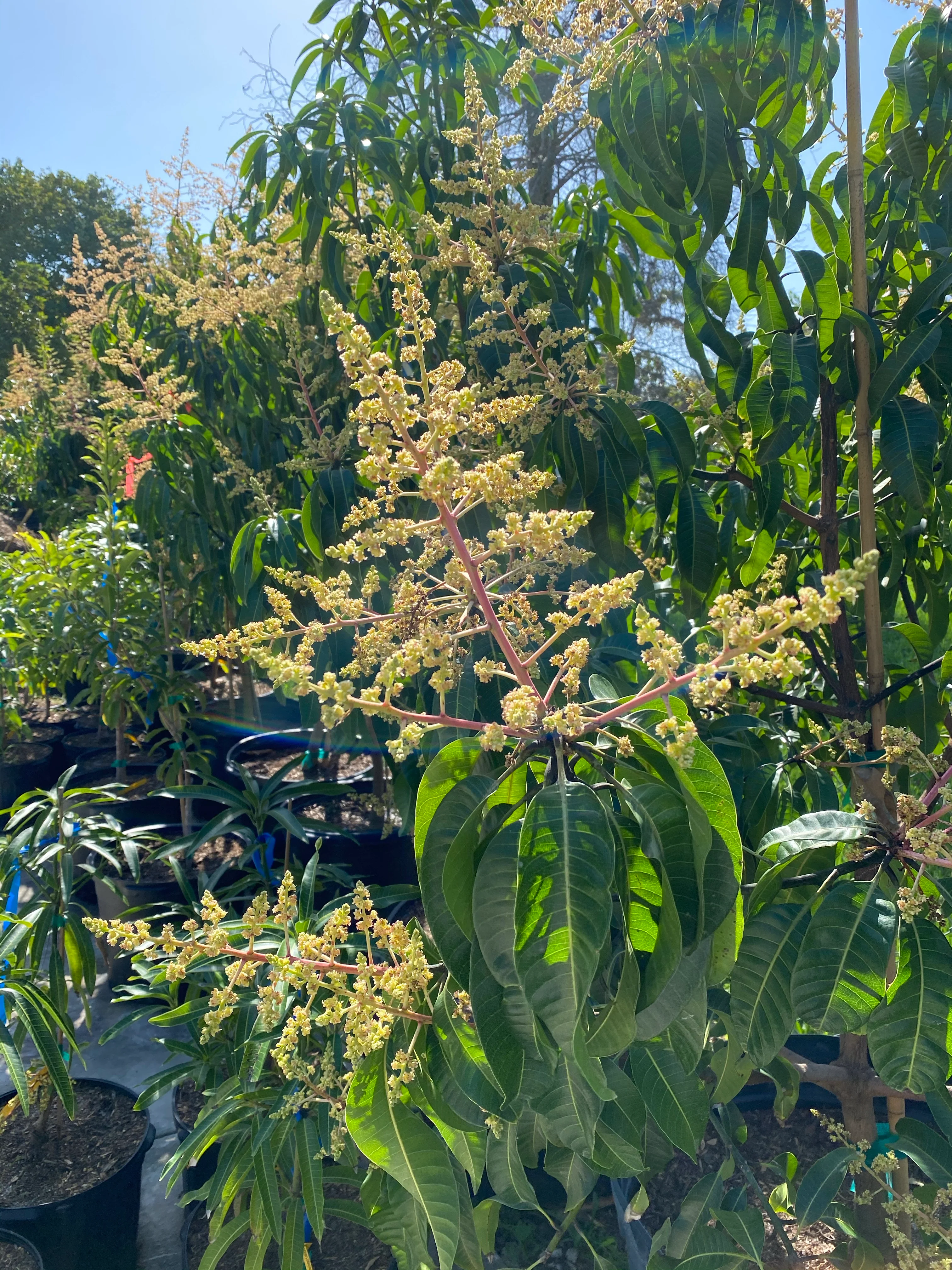 Carrie Mango Fruit Tree, Mangifera indica - Image 4