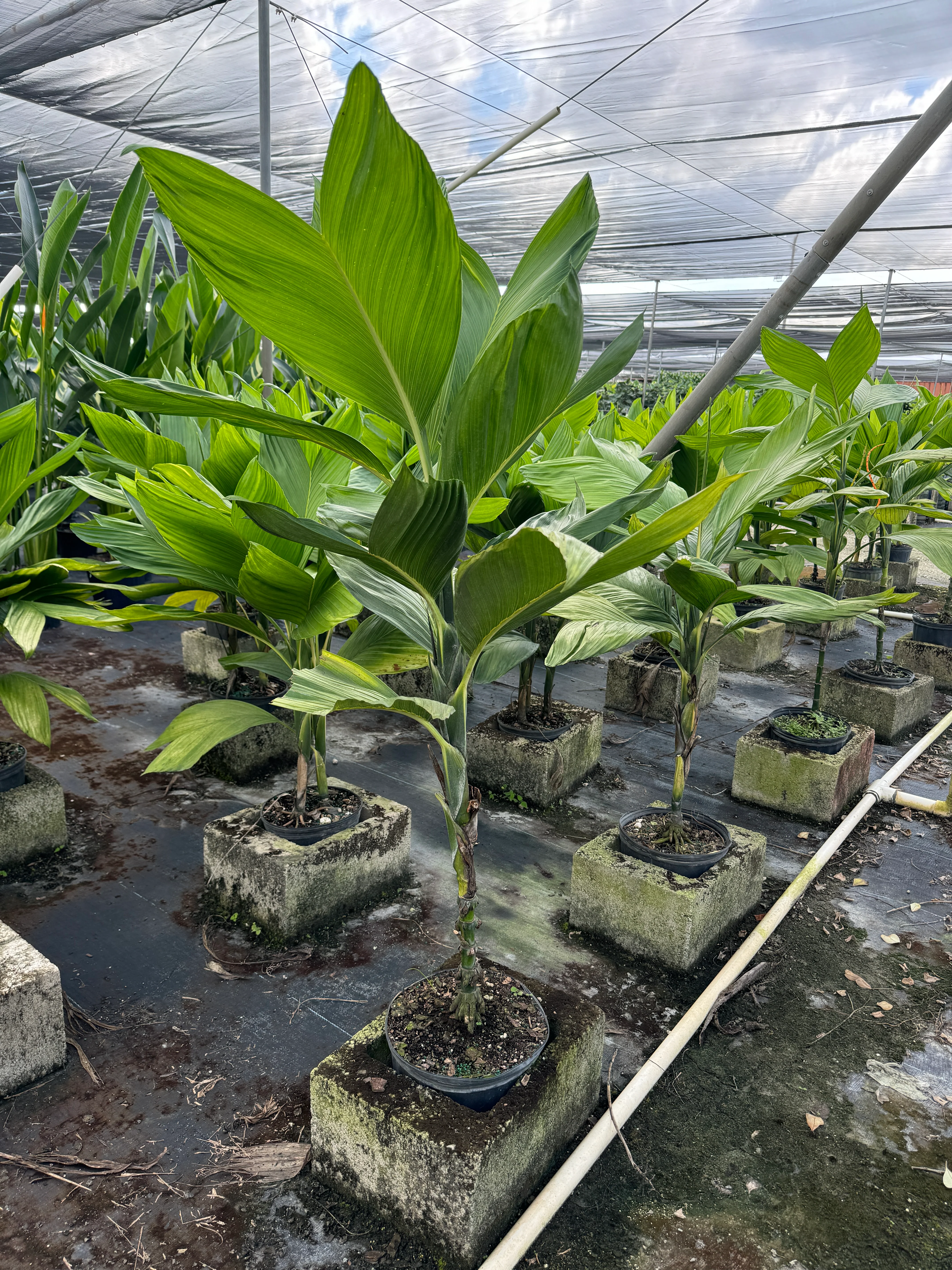 Chamaedorea Ernesti Augustiii Palm Tree, Rare and Exotic - Image 8