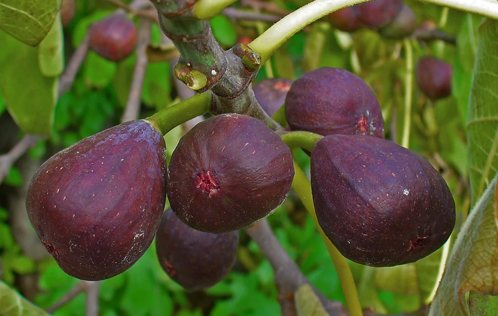 Fig Tree Chicago Hardy, Ficus Carica Fruit - Image 2
