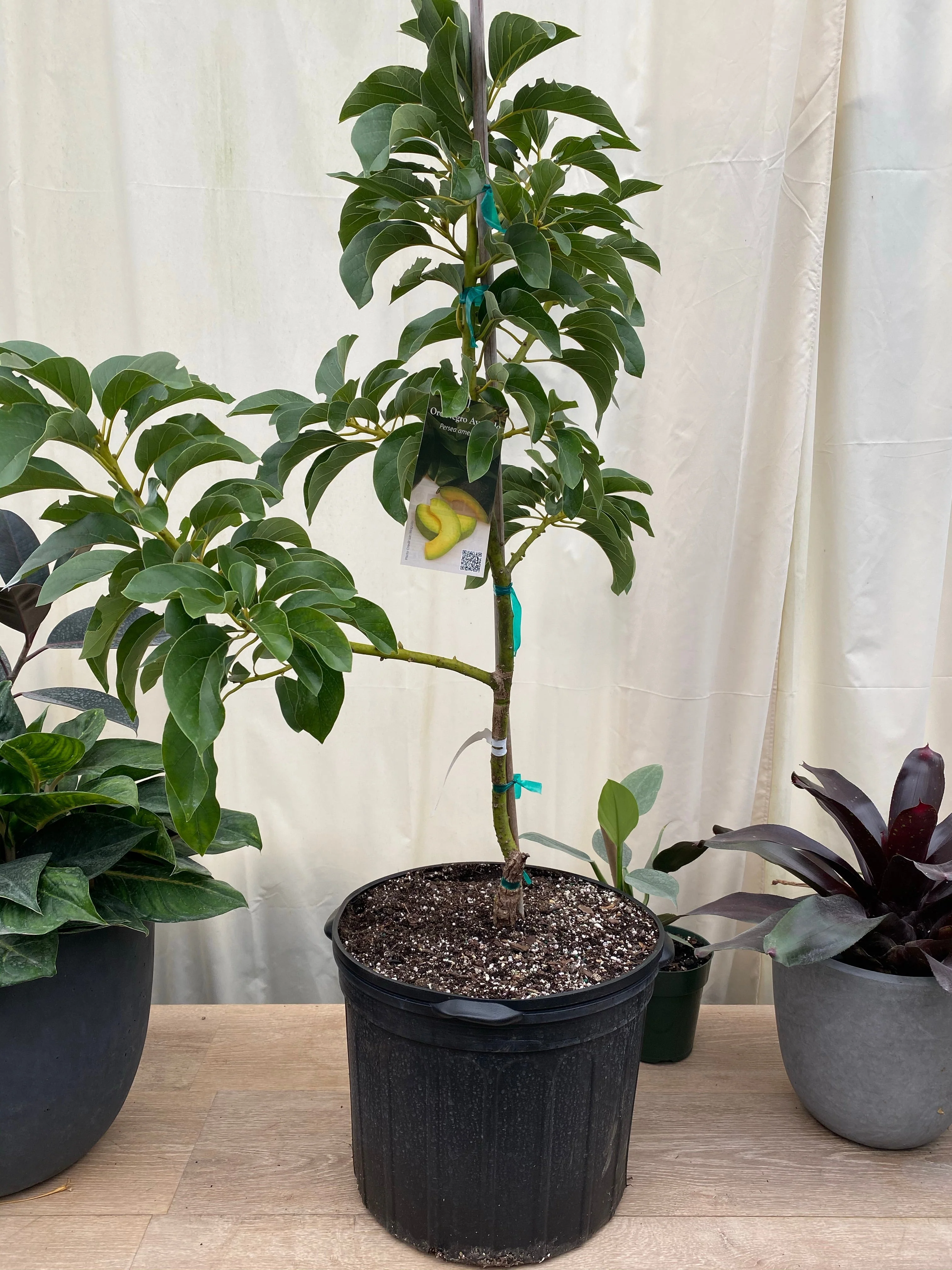 Choquette Avocado Fruit Tree, Persea Americana - Image 3