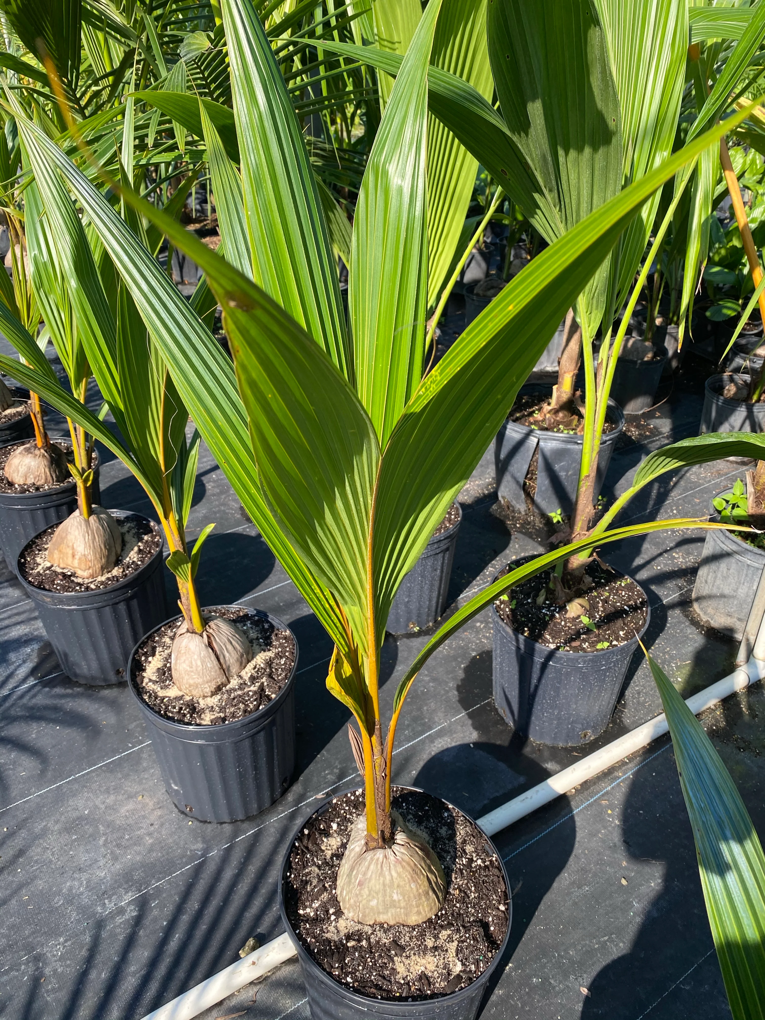 Coconut Palm Tree, Gold Malayan Cocos nucifera - Image 4