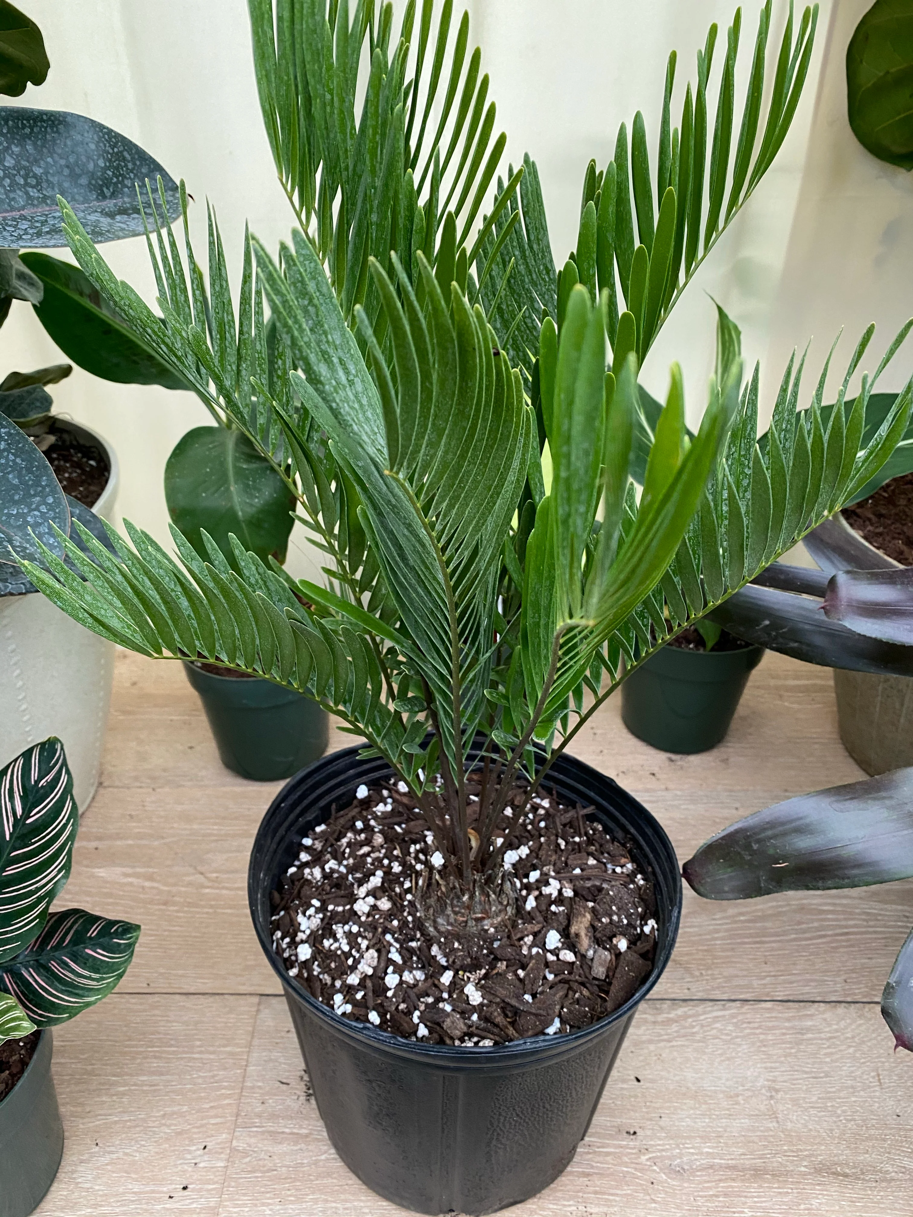 Coontie Palm, Zamia pumila For Florida Landscape - Image 4
