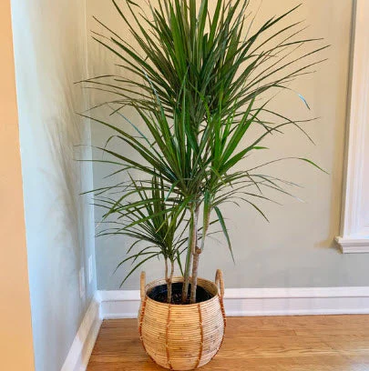 Dracaena Dragon Tree Green Bush - Image 3