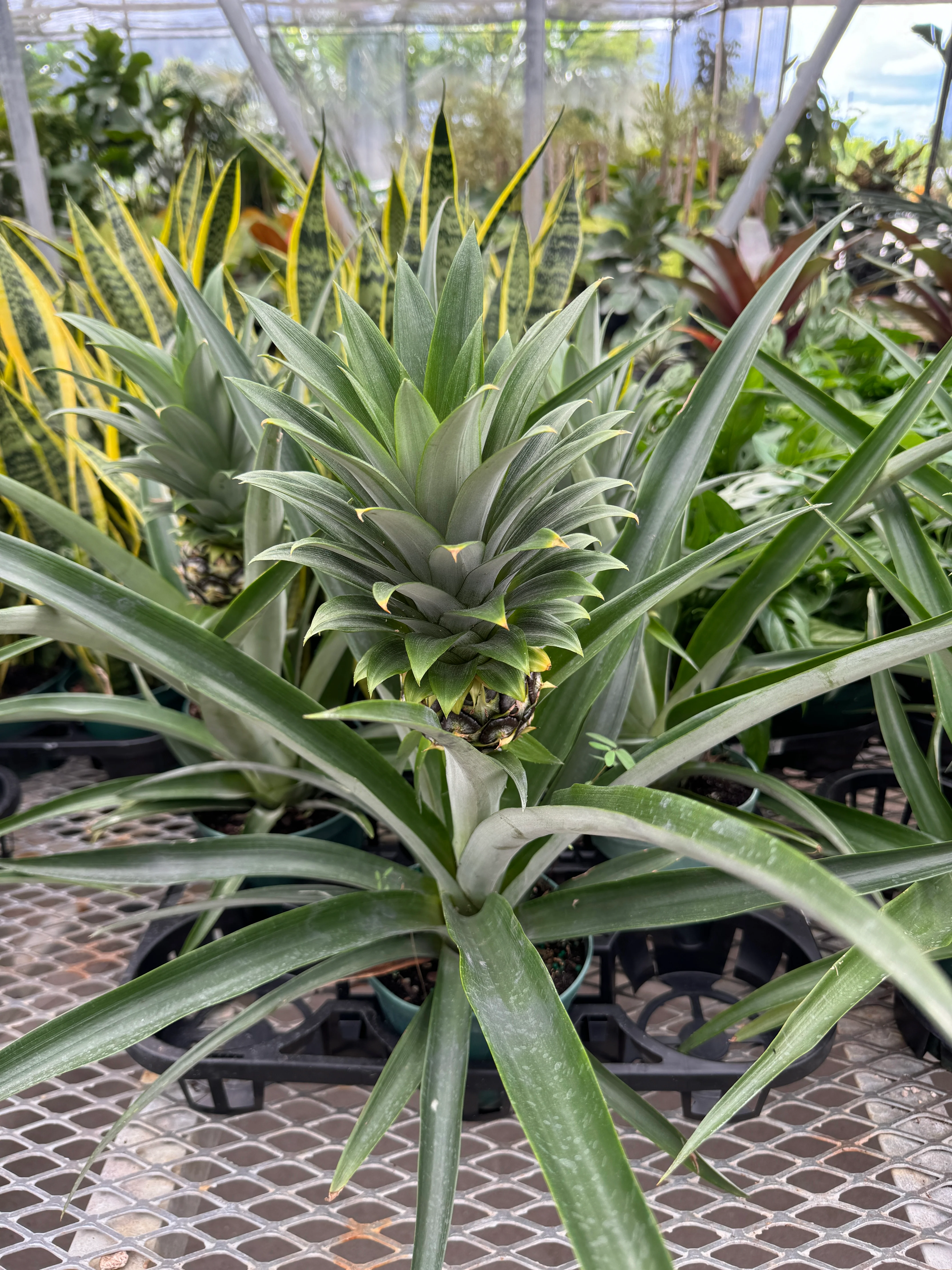 Bromeliad Pineapple Fruit Tree, Ananas Comosus - Image 4