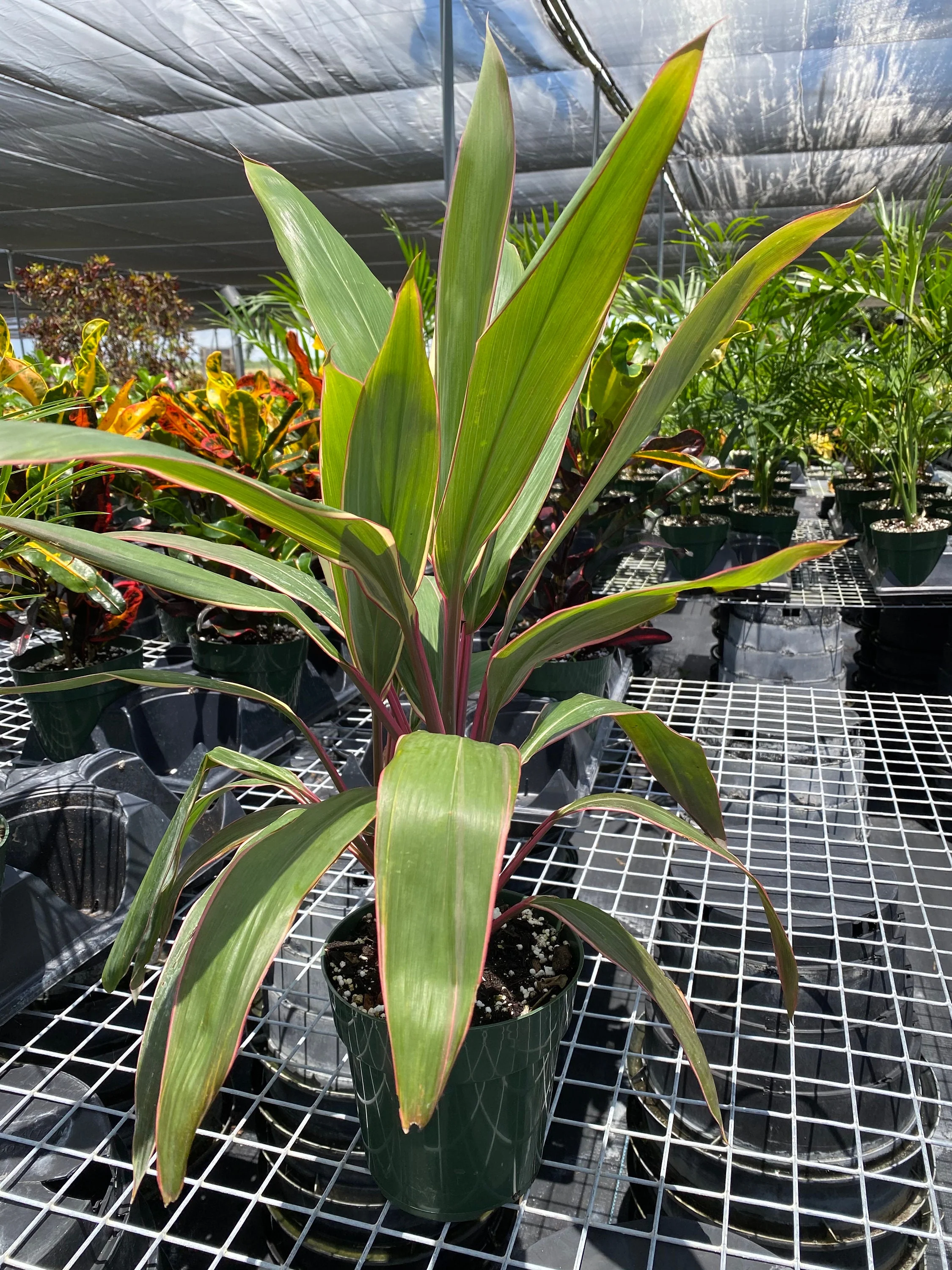 Cordyline Fruticosa Pink Diamond, Good Luck Plant - Image 6