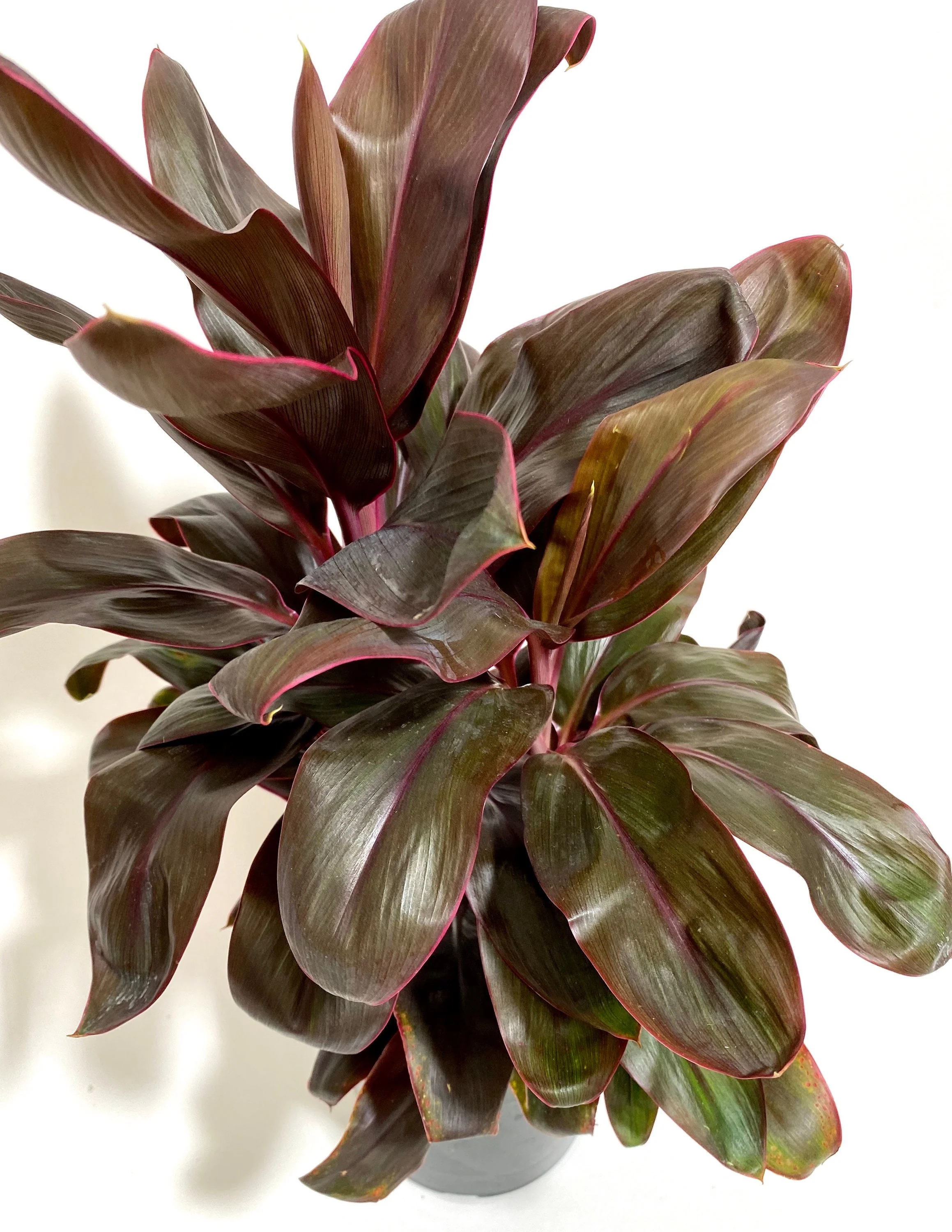 Cordyline Fruticosa Ruby, Good Luck Plant - Image 4