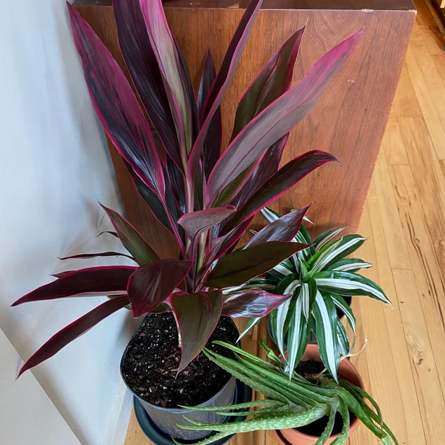 Cordyline Red Sister, Terminalis Ti Plants - Image 9