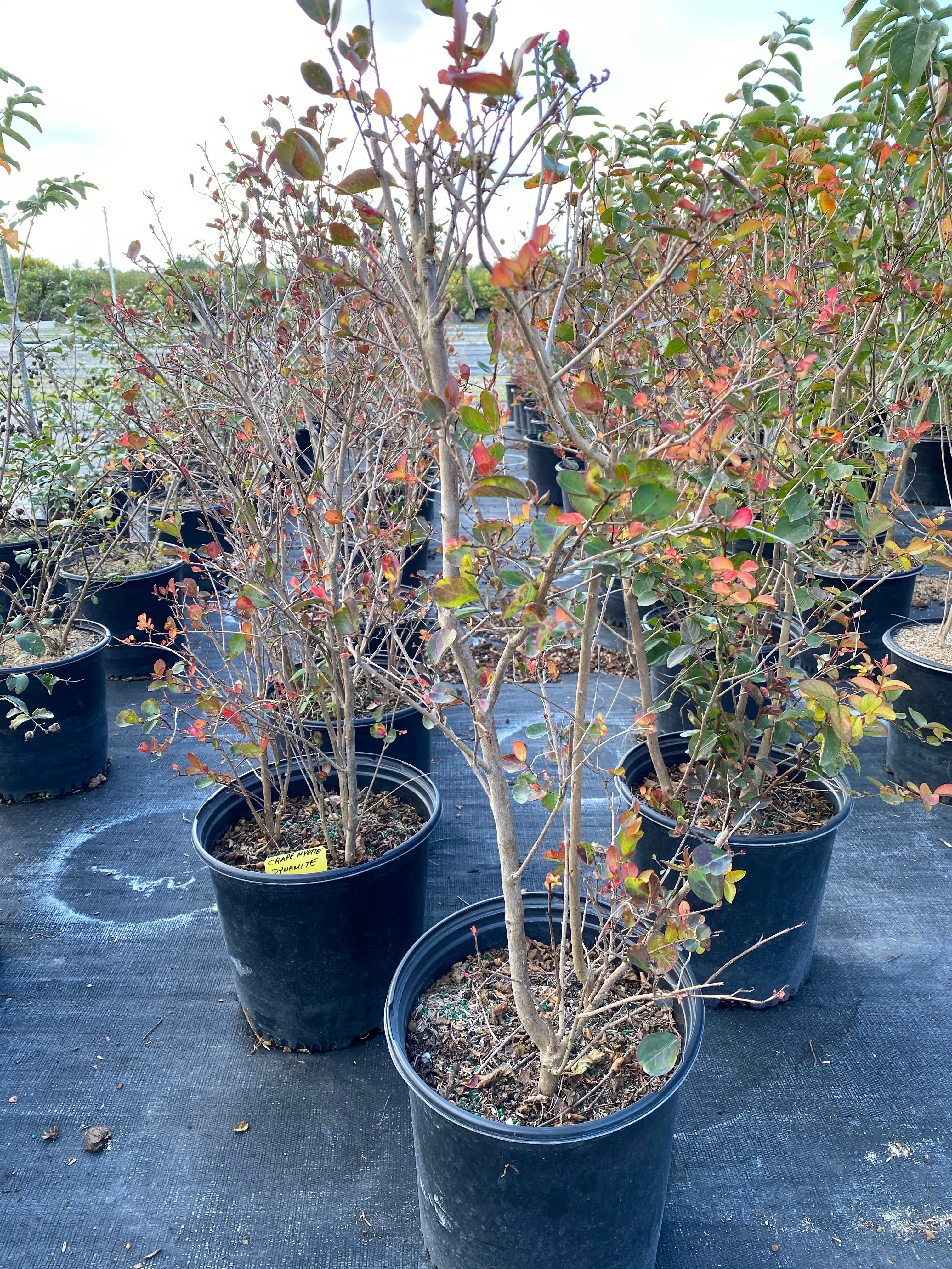 Crape Myrtle Rasberry Sundae Dual Color Red and Pink Flowering Tree - Image 3