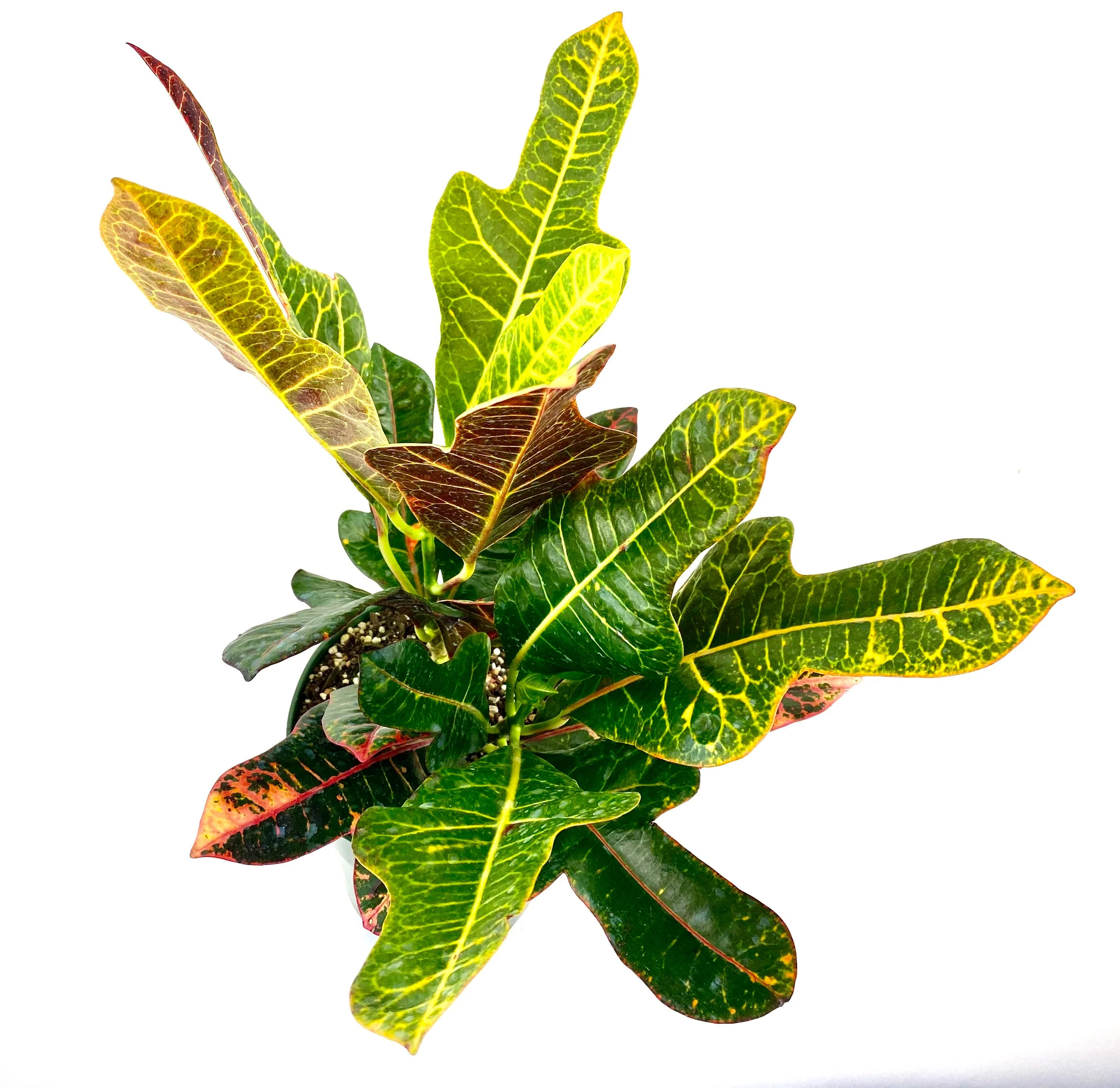 Croton Magnificent, Live Plant Indoor or Outdoor - Image 7
