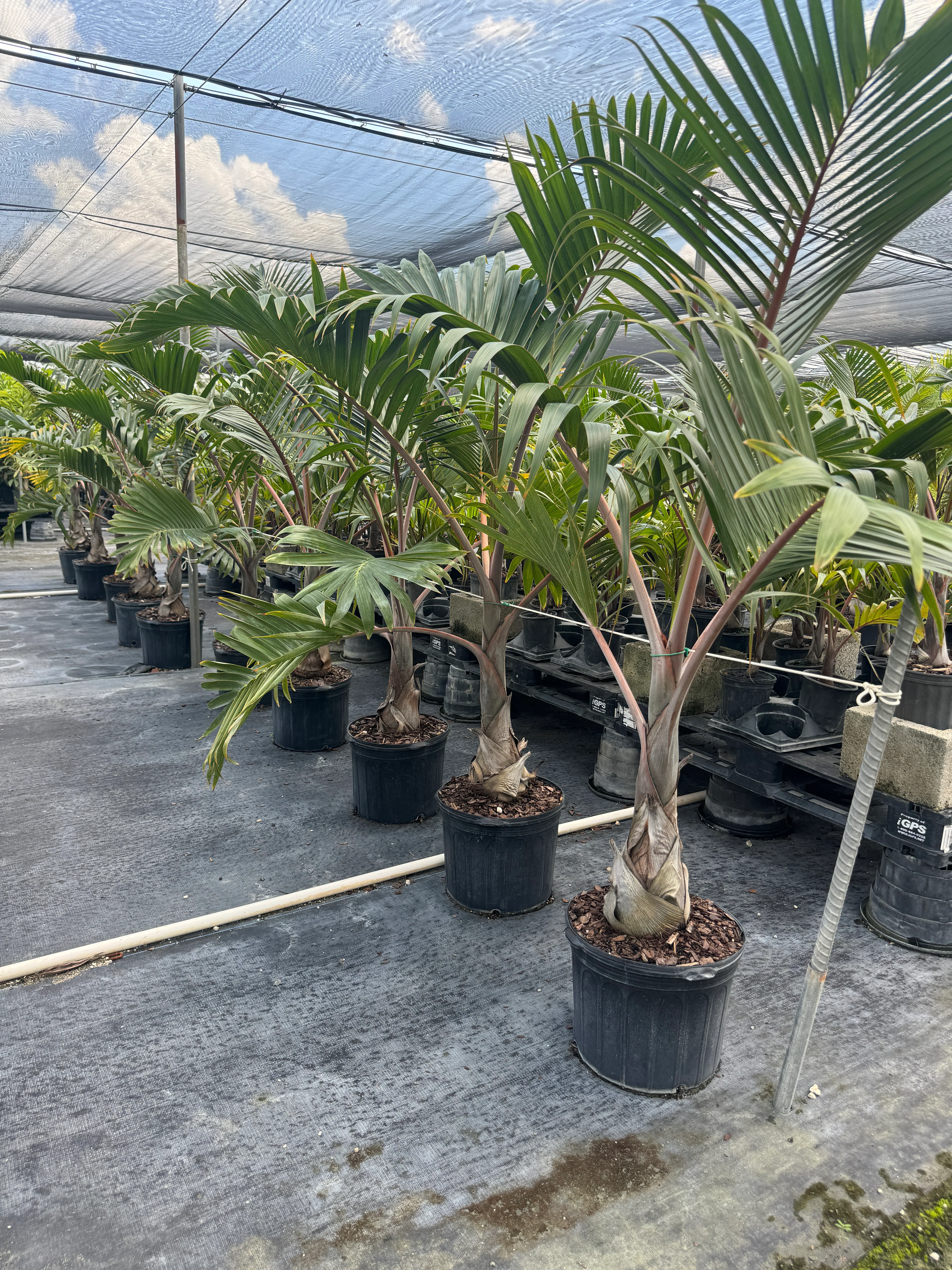 Cuban Bottle Palm, Colpothrinax wrightii, Palma Barrigona - Image 8
