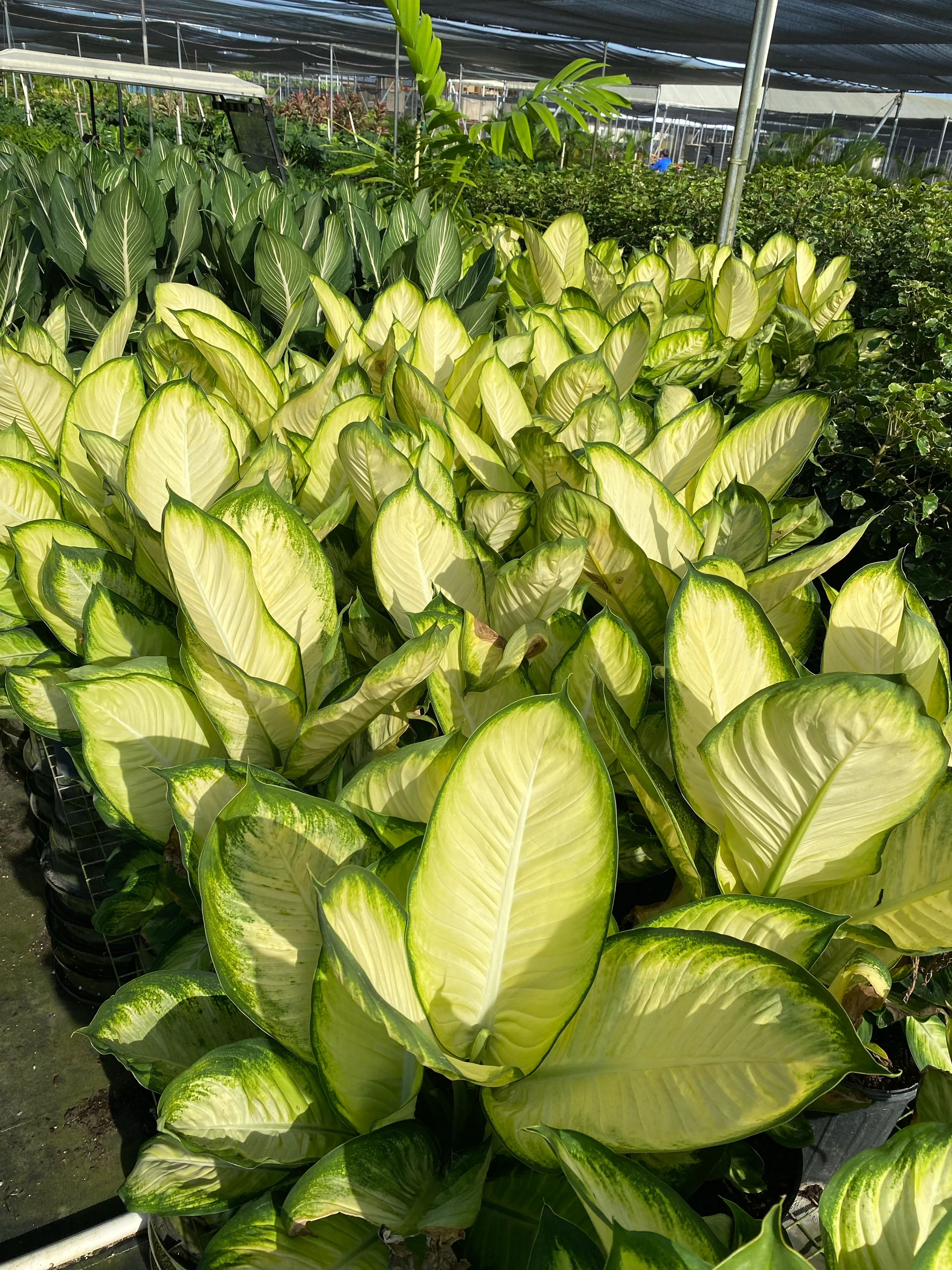 Dieffenbachia Tropic Marianne - Image 3