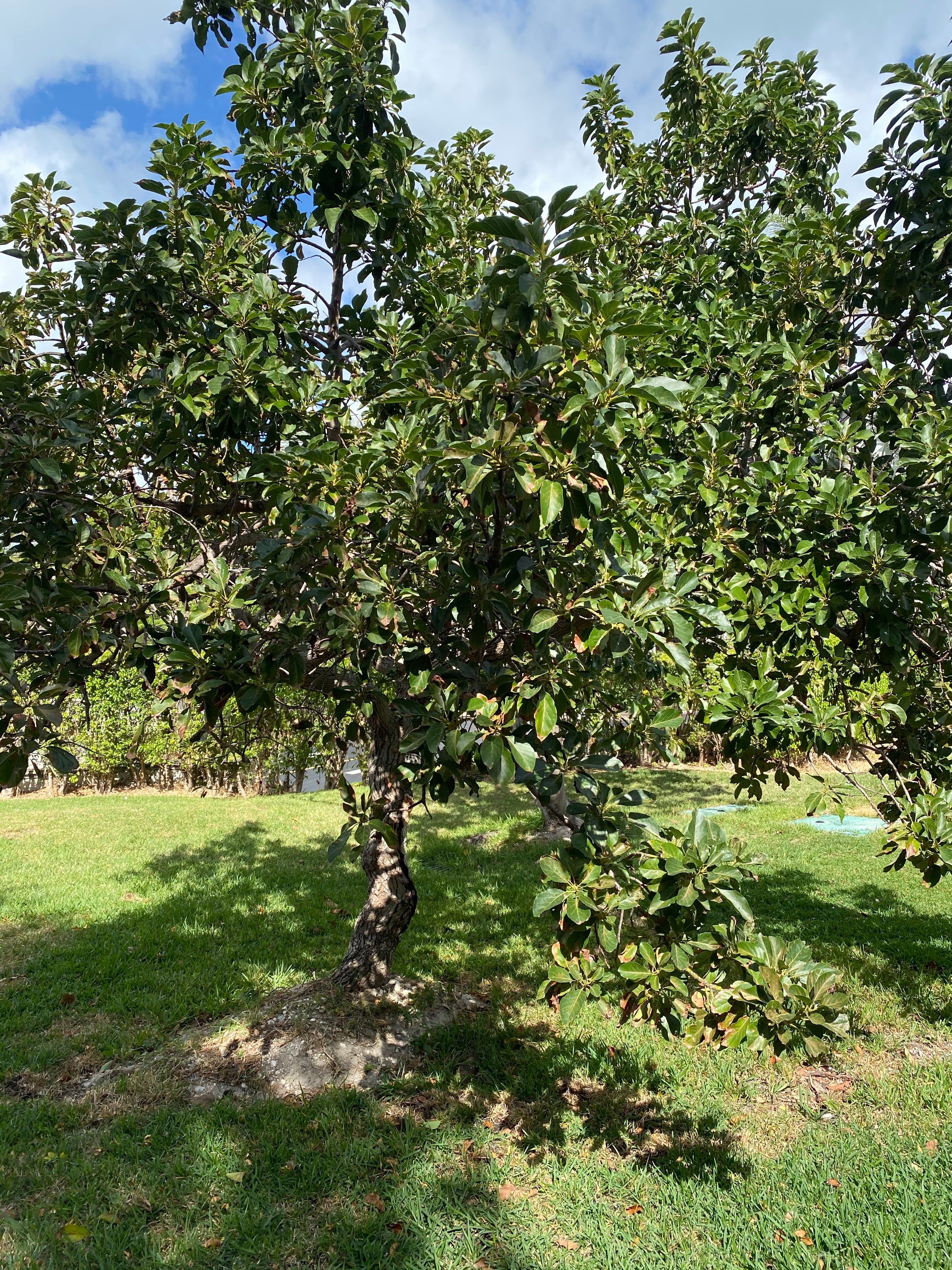 Donnie Avocado Fruit Tree, Persea Americana - Image 6
