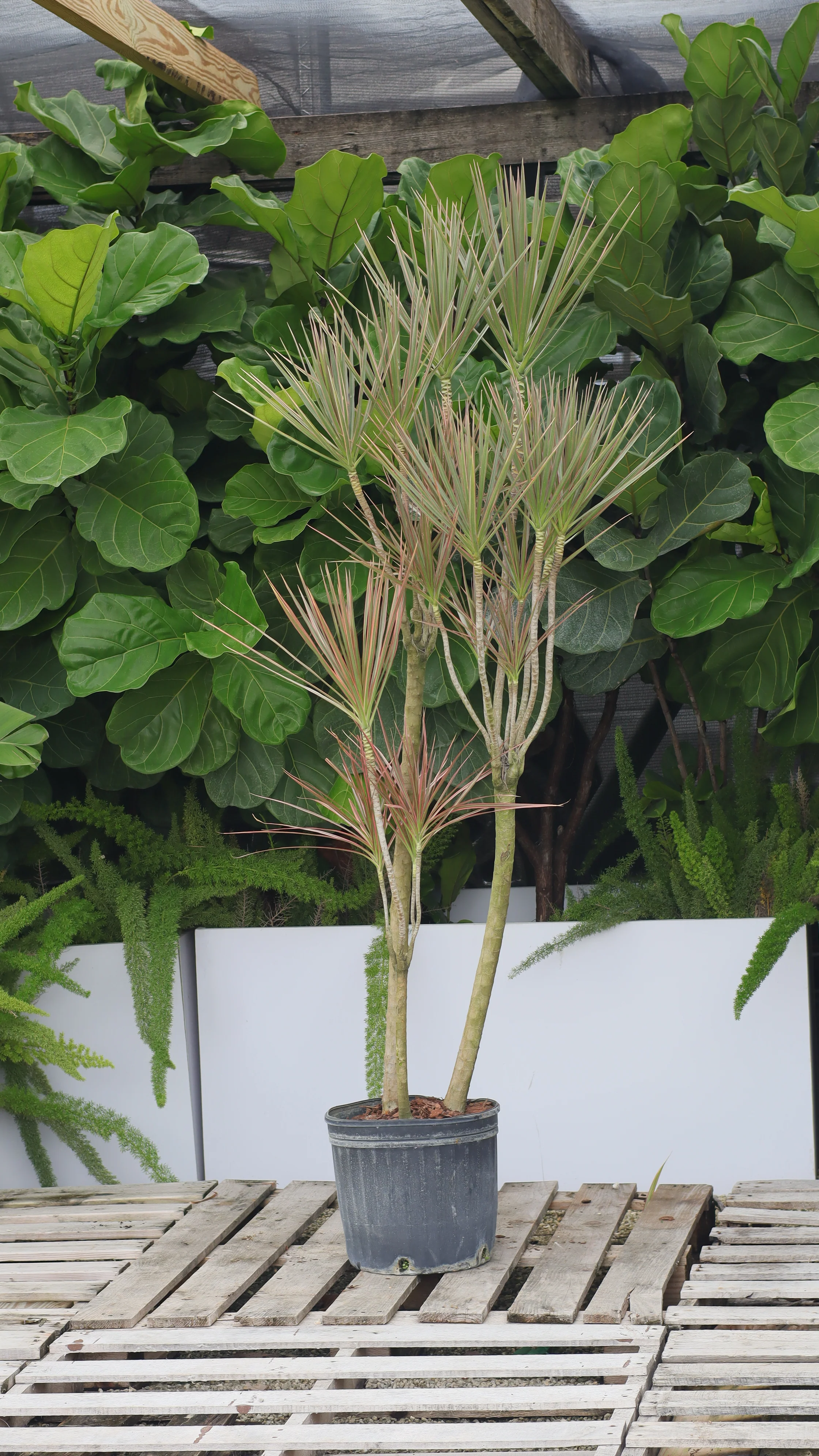 Dracaena Dragon Tree Bicolor, Tree Form - Image 10
