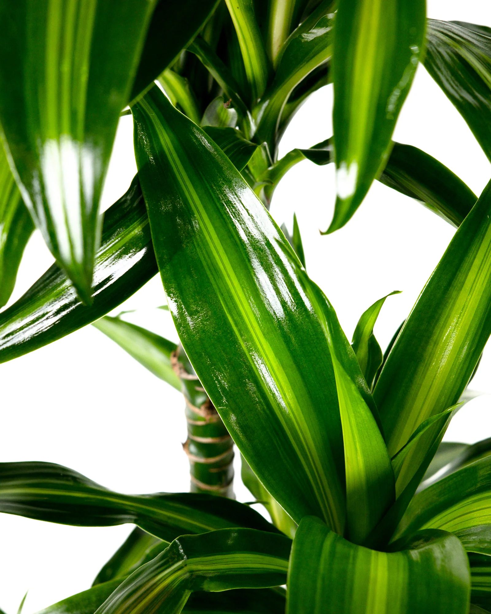 Dracaena Hawaiian Sunshine, Striped Dracaena Deremensis - Image 3