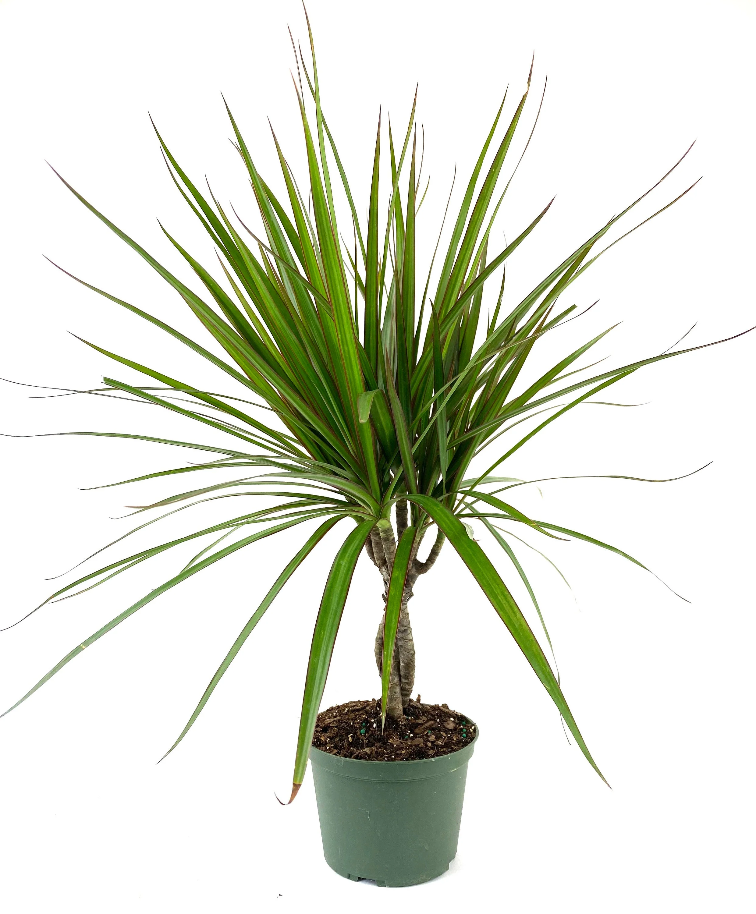 Dracaena Braided Trunk Green, Dragon Tree - Image 4