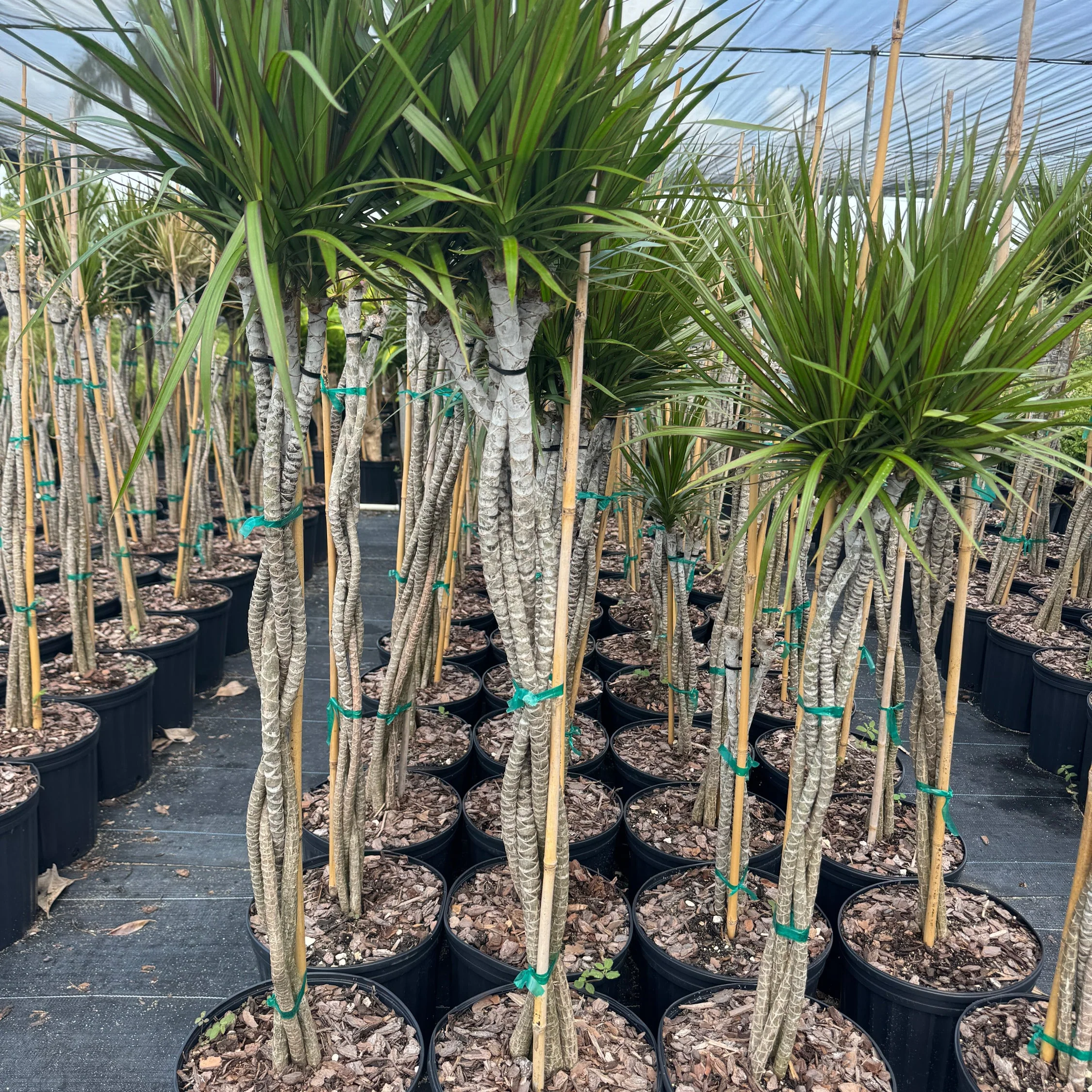 Dracaena Braided Trunk Green, Dragon Tree - Image 6