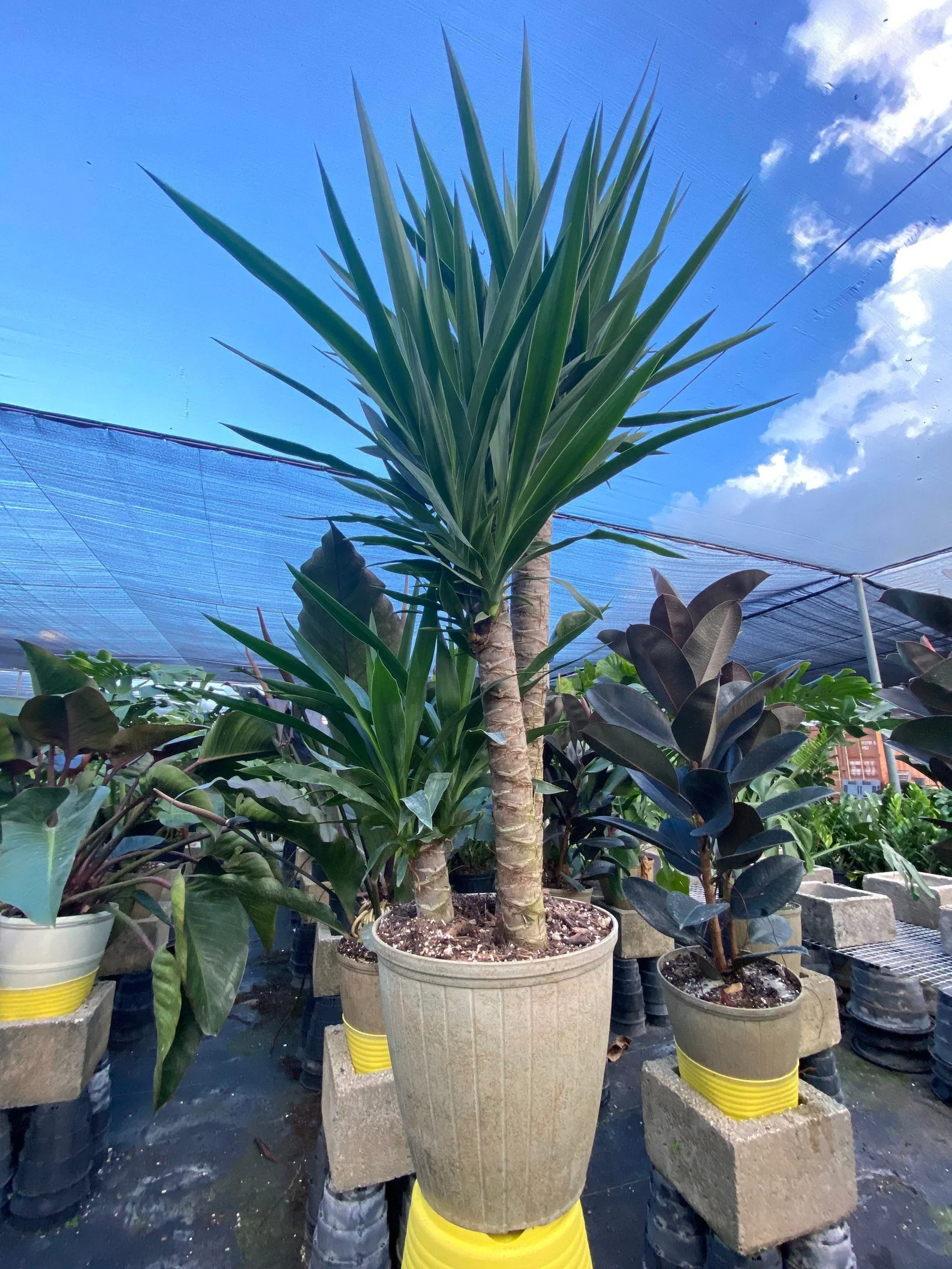 Dracaena Yucca Cane, Yucca Gigantea 3 Stem Staggered - Image 4