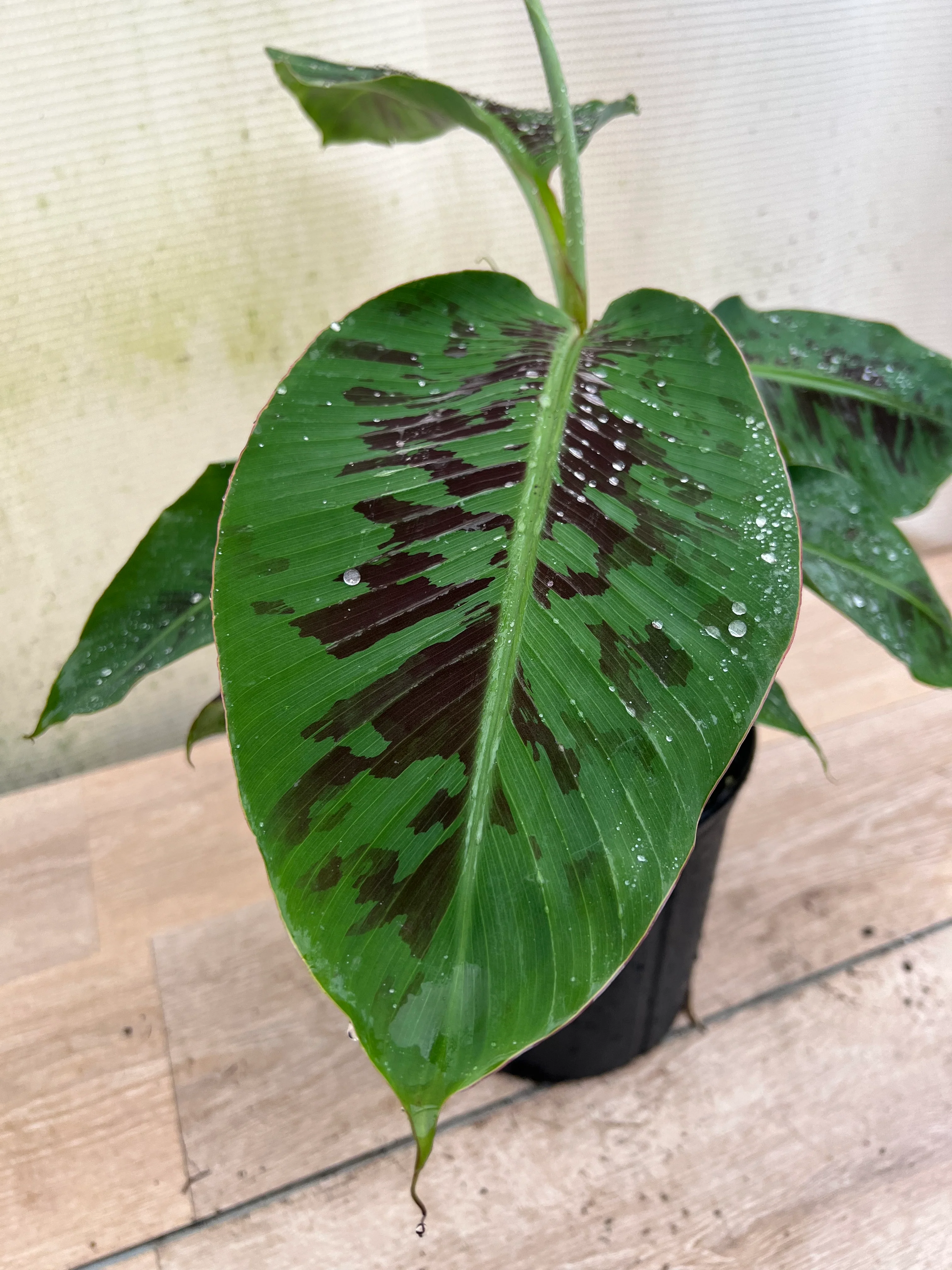 Dwarf Cavendish Banana Fruit Tree - Image 2