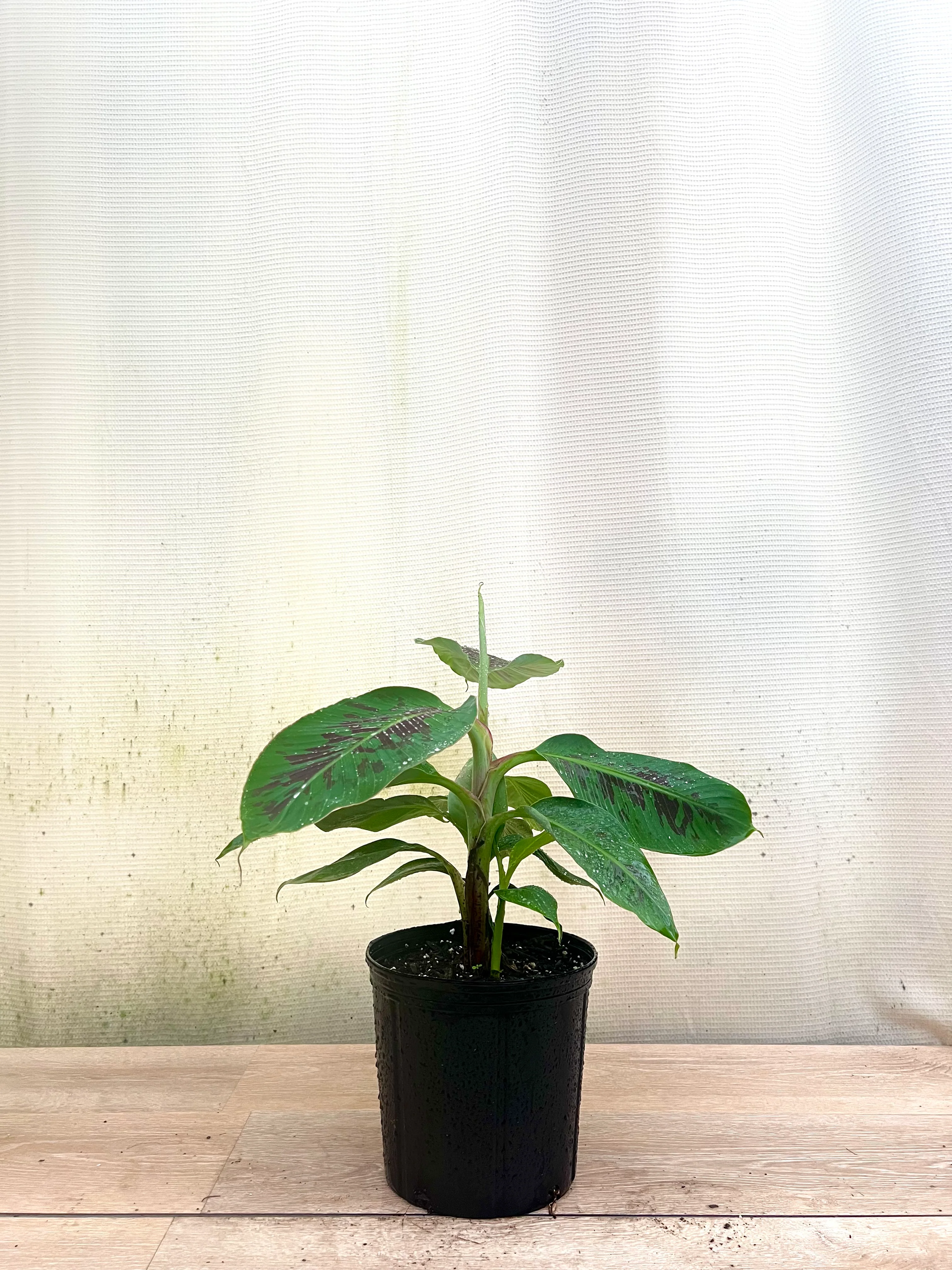 Dwarf Cavendish Banana Fruit Tree - Image 3