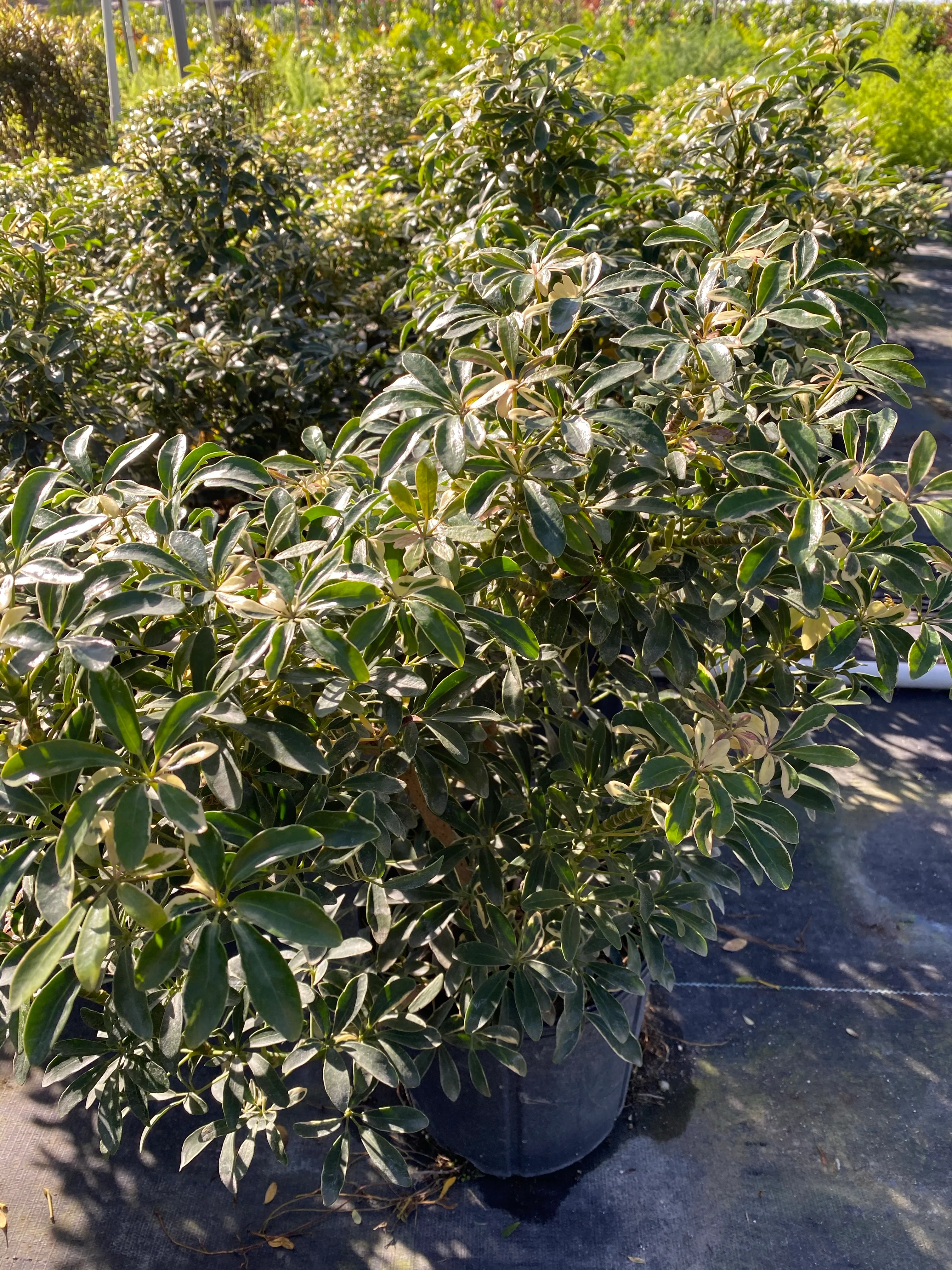 Dwarf Umbrella Tree, Schefflera Arboricola Compacta - Image 2