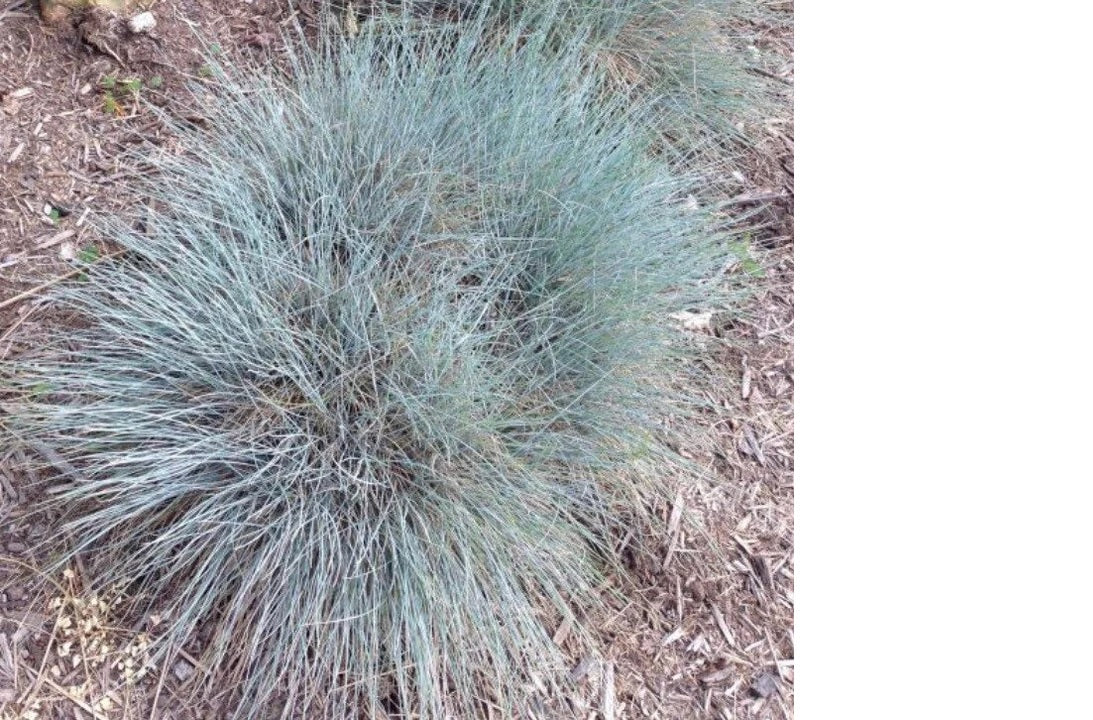 Elijah Icy Blue Fescue Grass - Image 4