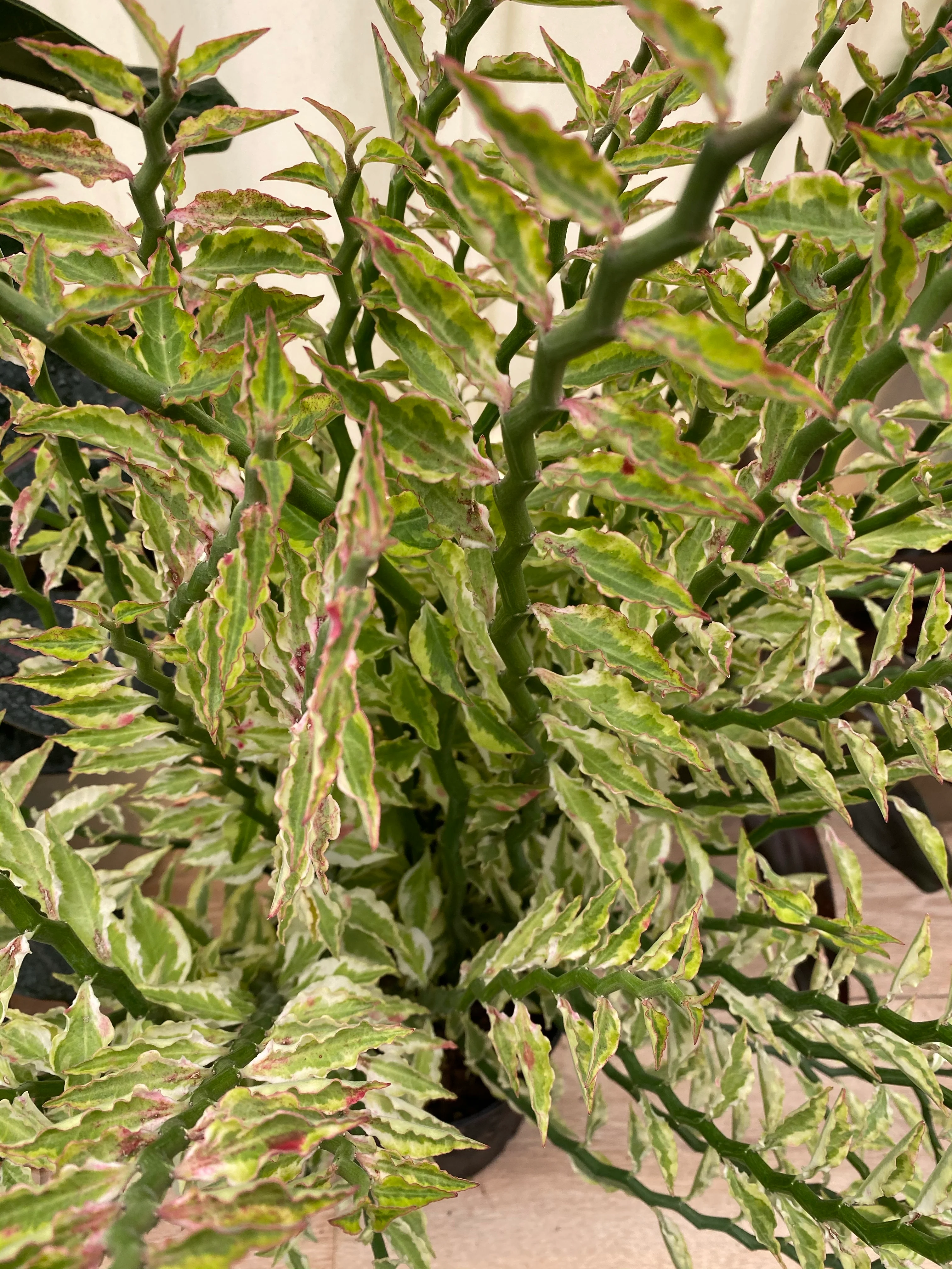 Euphorbia Curly Devil's Backbone - Image 3