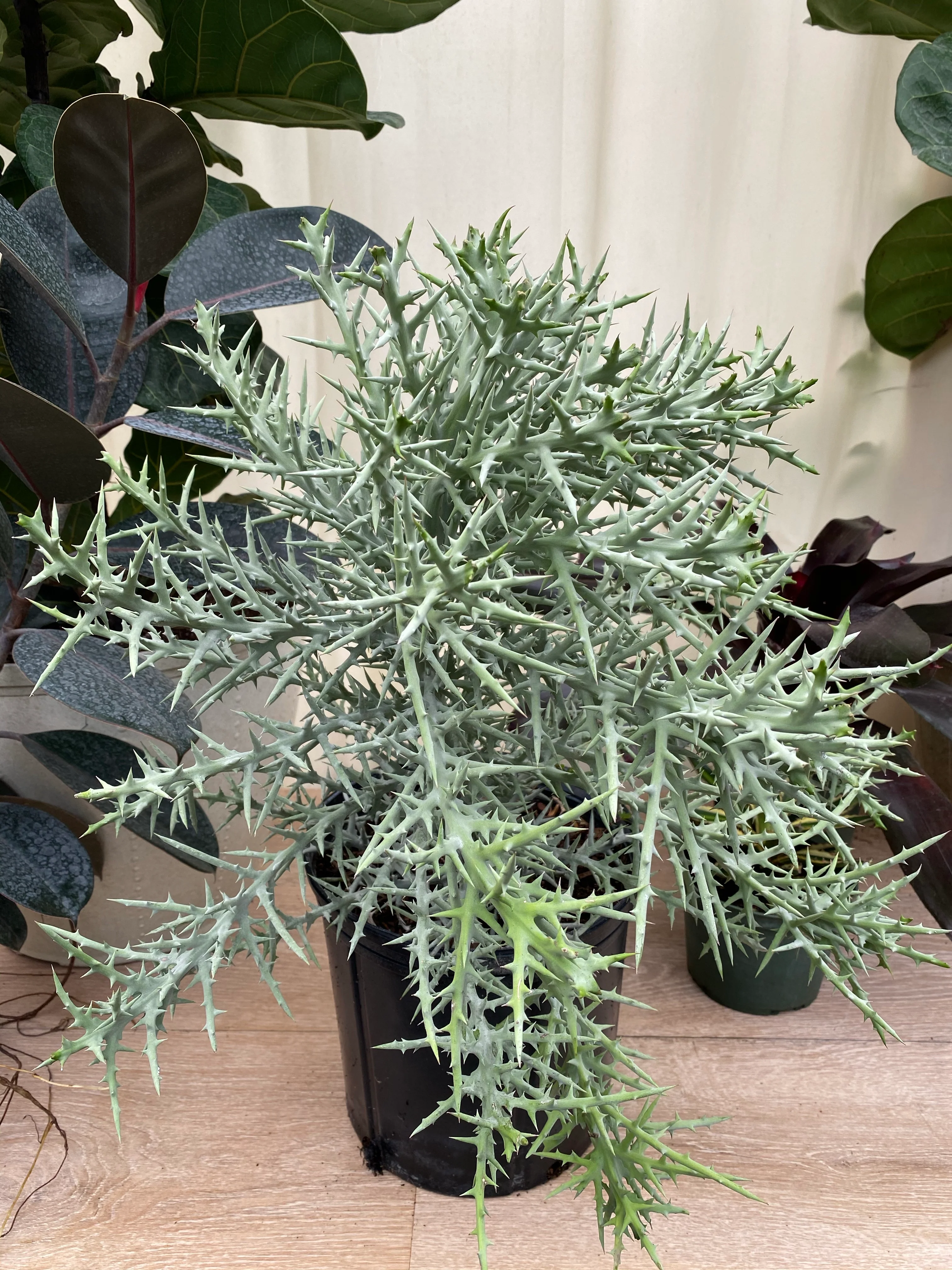 Euphorbia Stenoclada Exotic African Cactus - Image 2