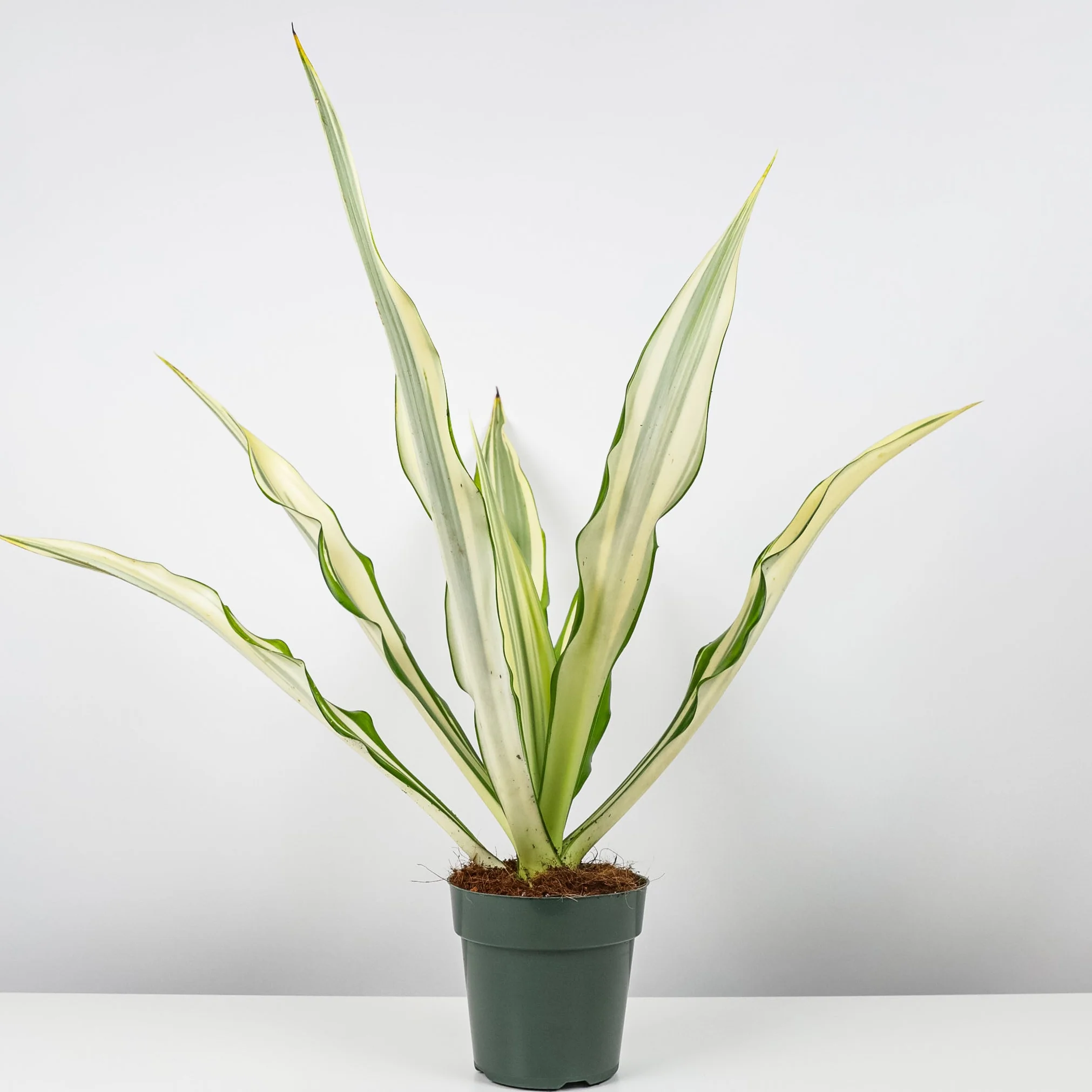 False Agave, Variegated Agave - Image 5