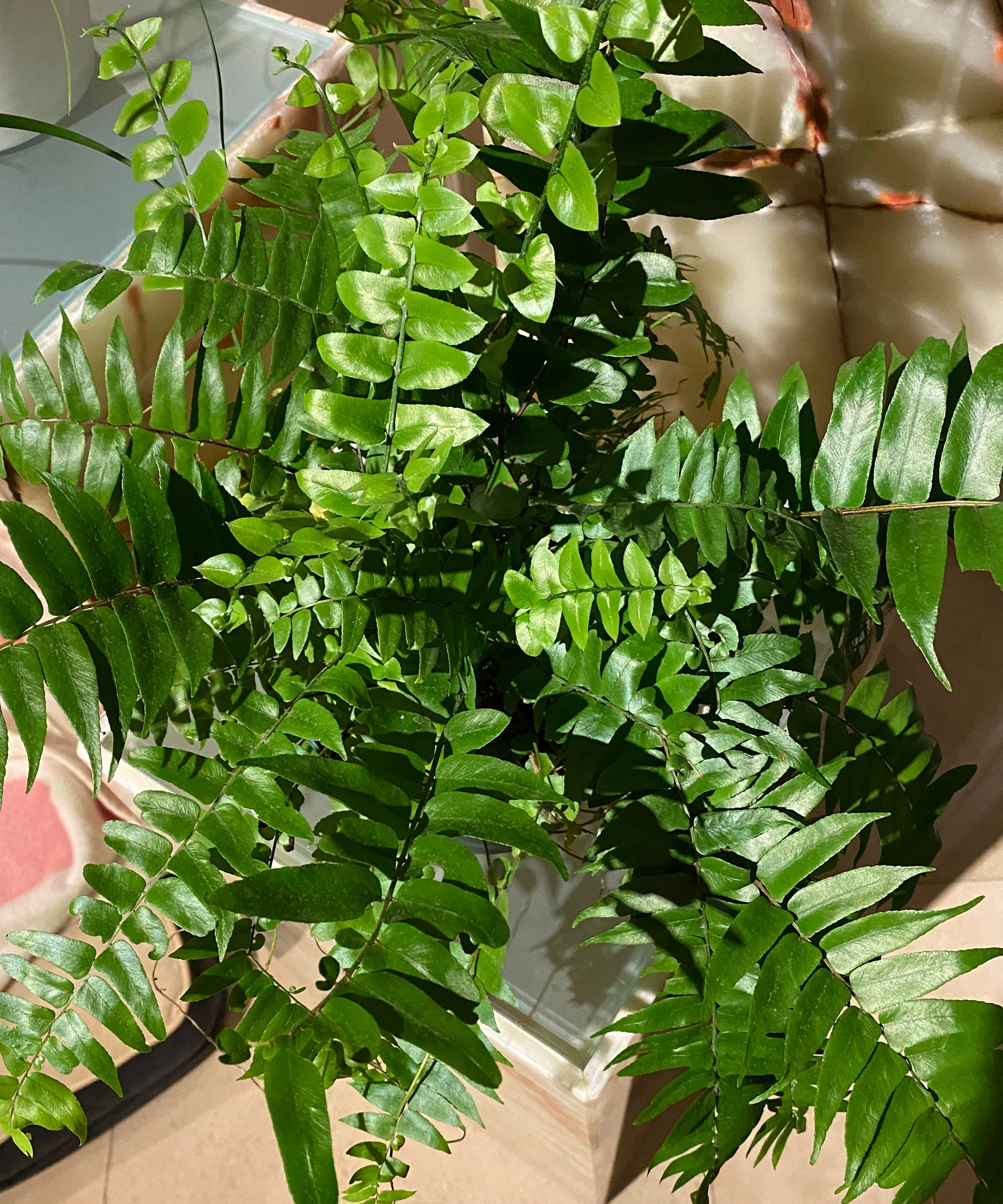 Fern Macho Giant Sword Fern - Image 2