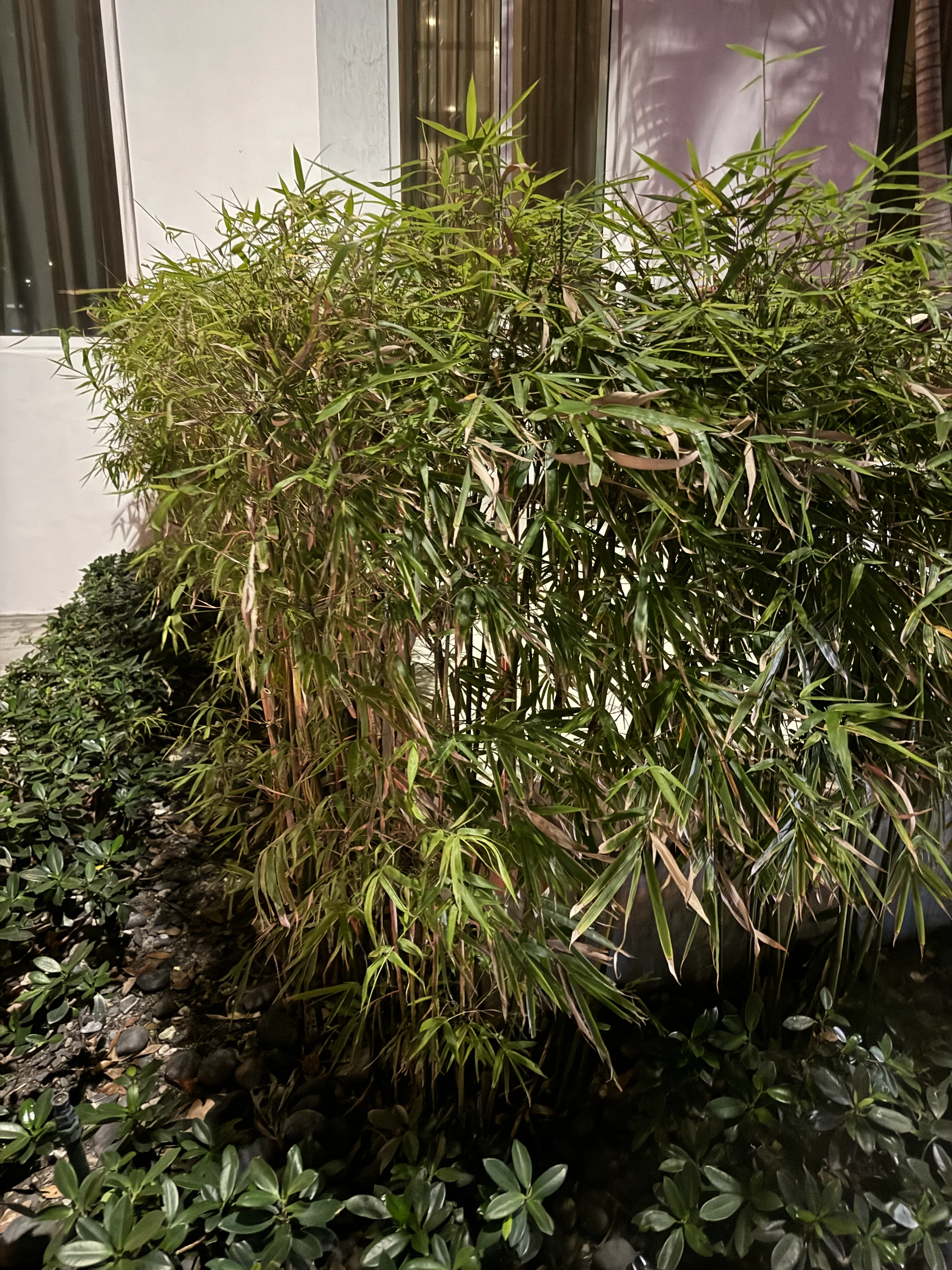 Fernleaf Bamboo, Bambusa multiplex - Image 6
