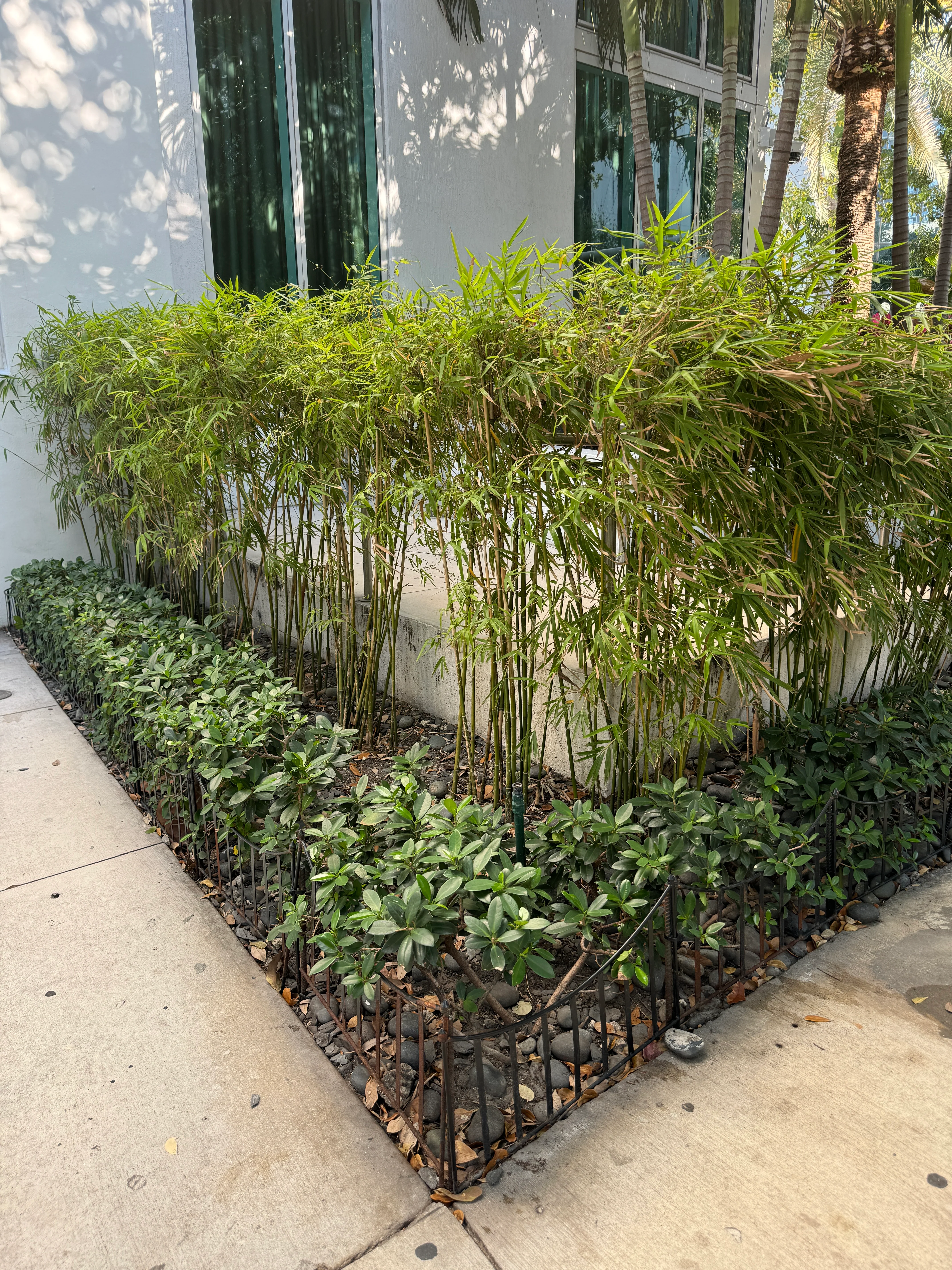 Fernleaf Bamboo, Bambusa multiplex - Image 8
