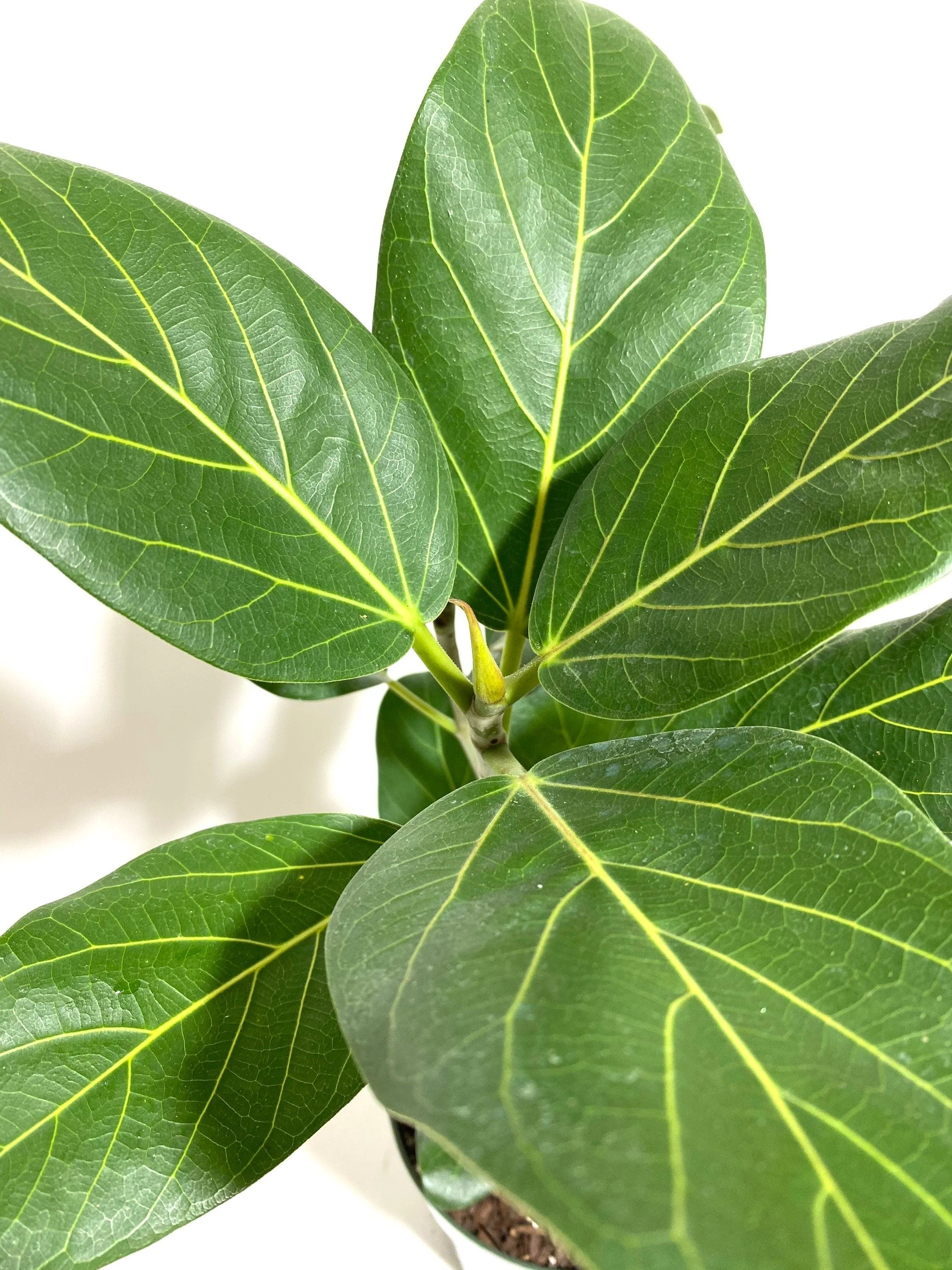 Ficus Audrey Bush Form, Ficus Benghalensisis Bengal Fig - Image 7