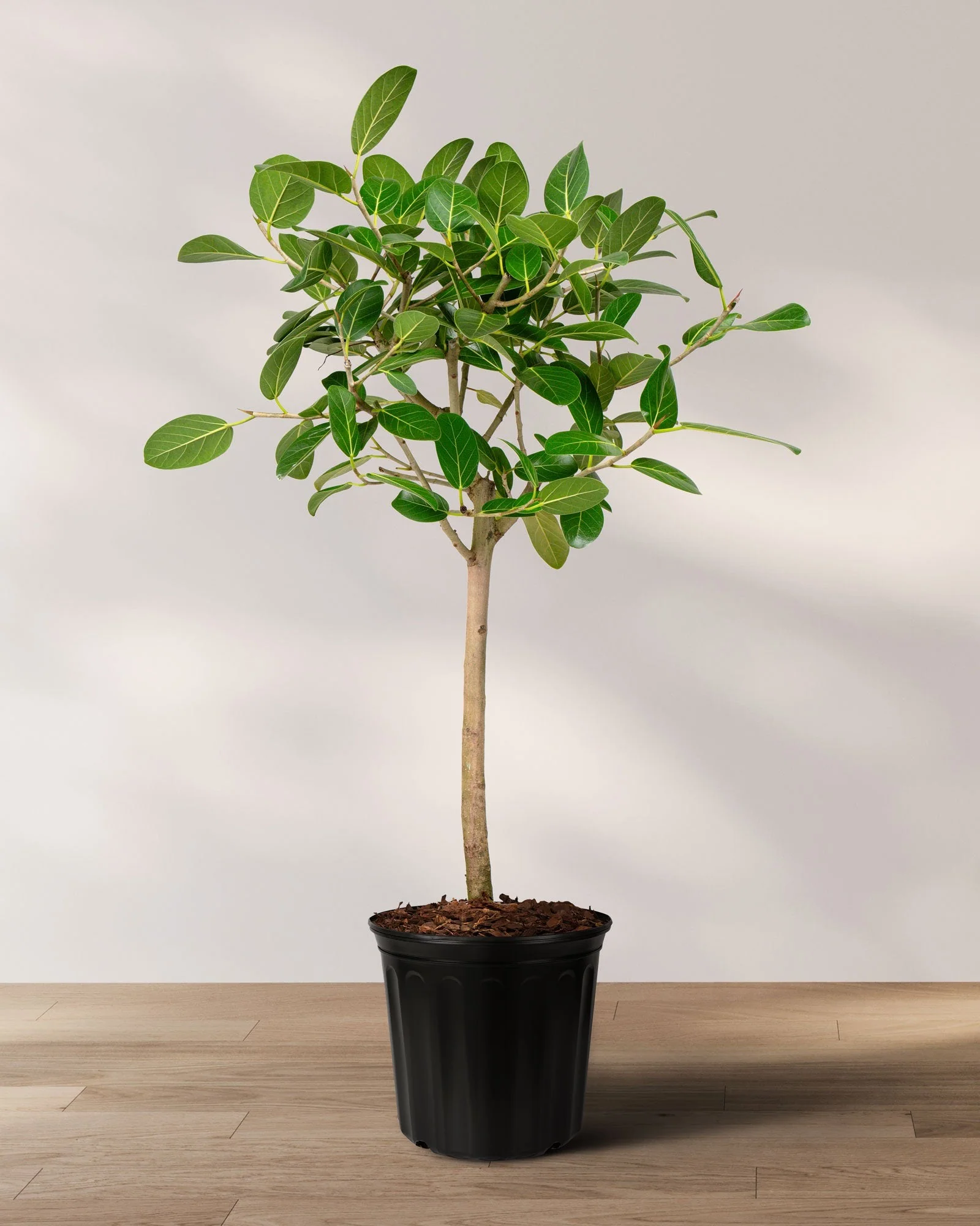 Ficus Audrey Tree Form Multibranch, Ficus Benghalensisis Bengal Fig - Image 6