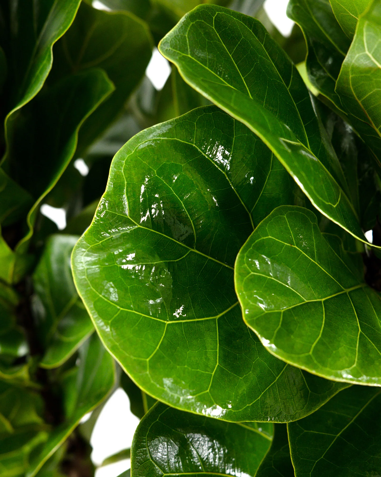 Ficus Bambino Bush Form, Fiddle Leaf Fig Tree - Image 6