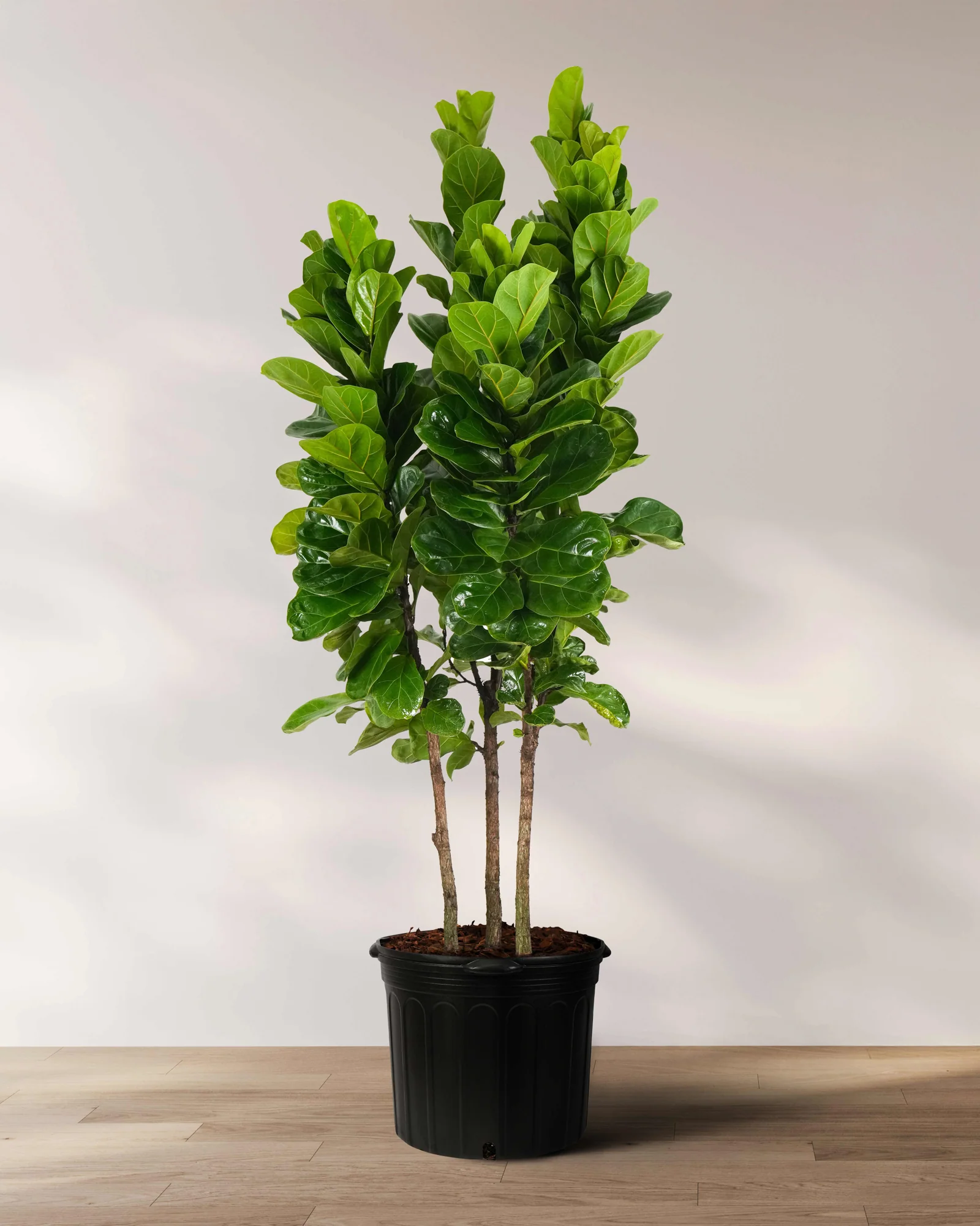 Ficus Bambino Tree Form Multi, Fiddle Leaf Fig Tree