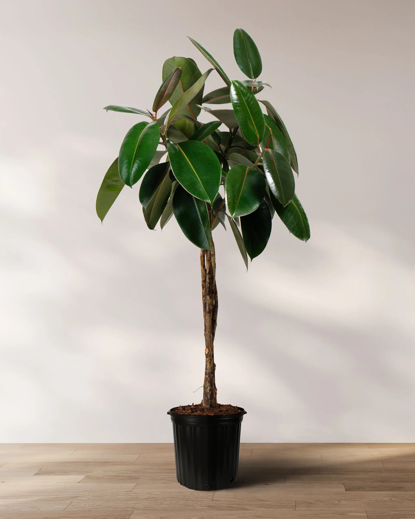 Braided Ficus Burgundy Tree Form Multi Stem, Rubber Tree - Image 2