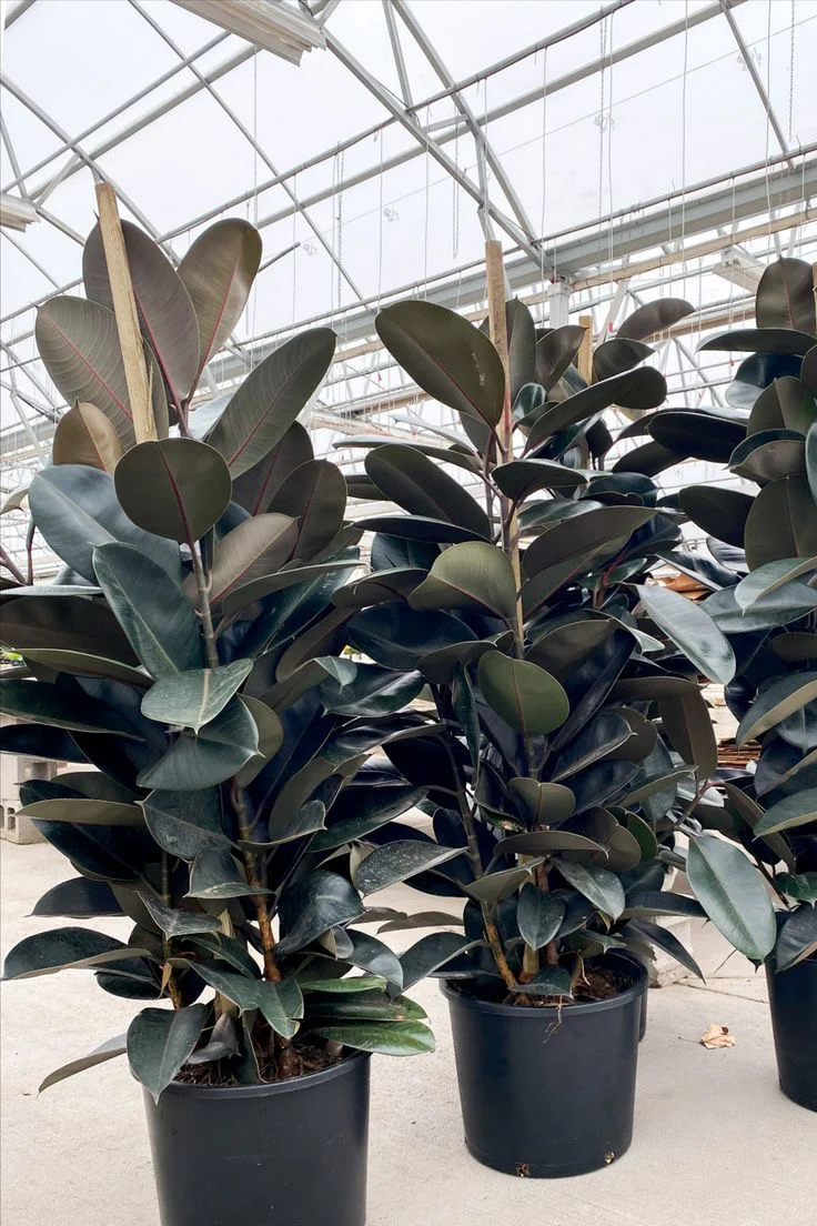 Ficus Burgundy Bush, Rubber Tree - Image 6