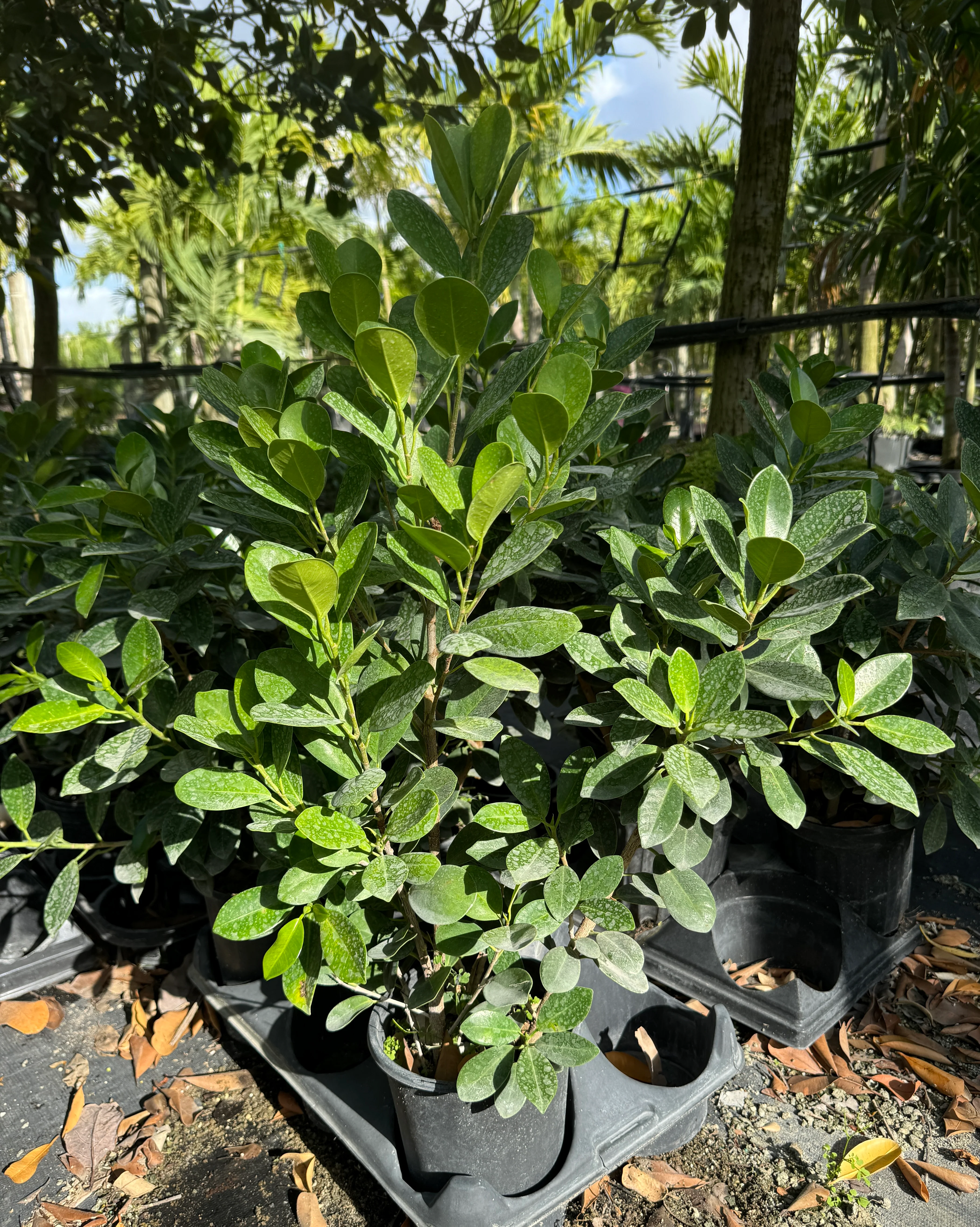 Ficus Green Island, Ficus Microcarpa - Image 2