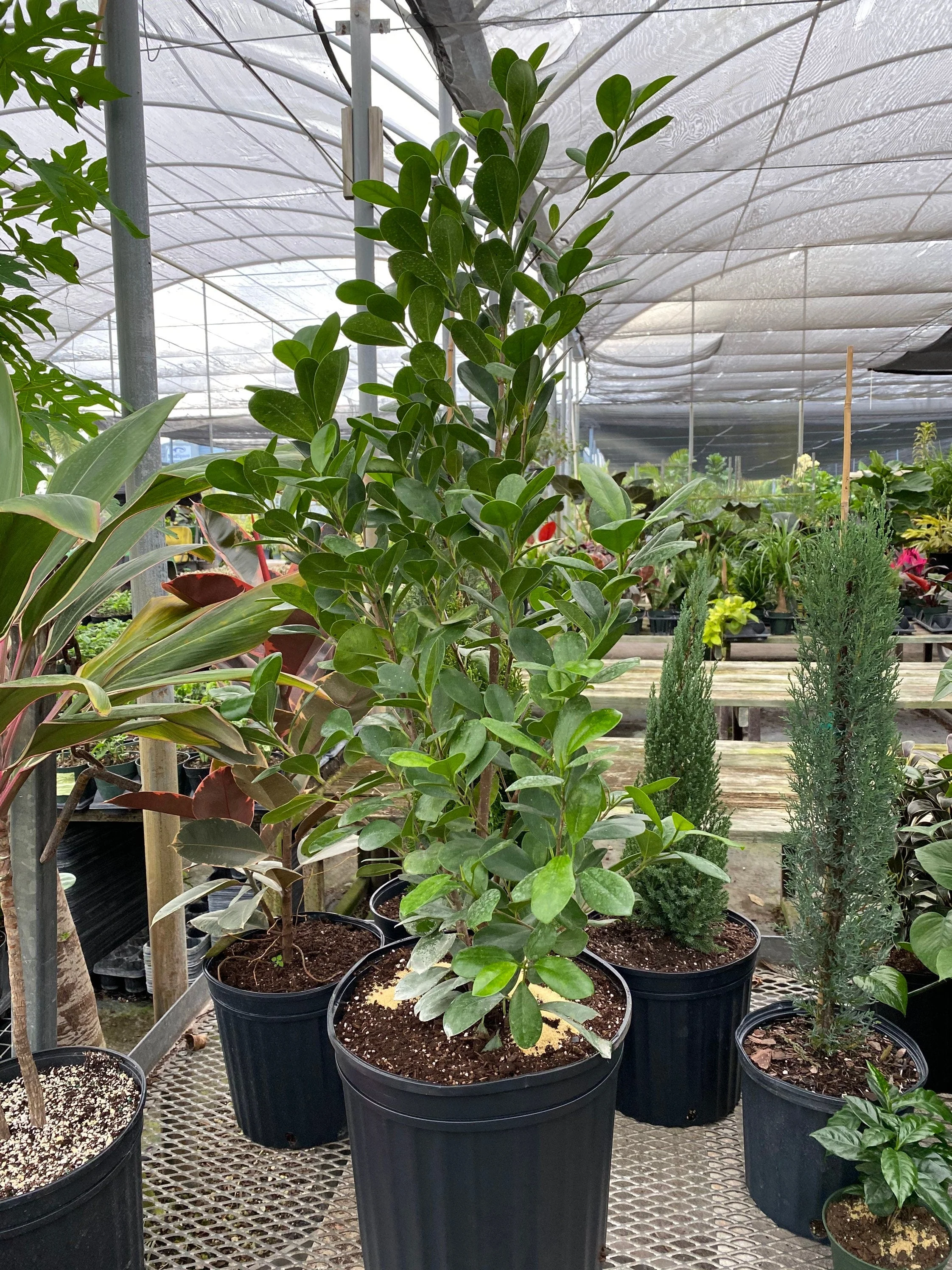 Ficus Green Island, Ficus Microcarpa - Image 4